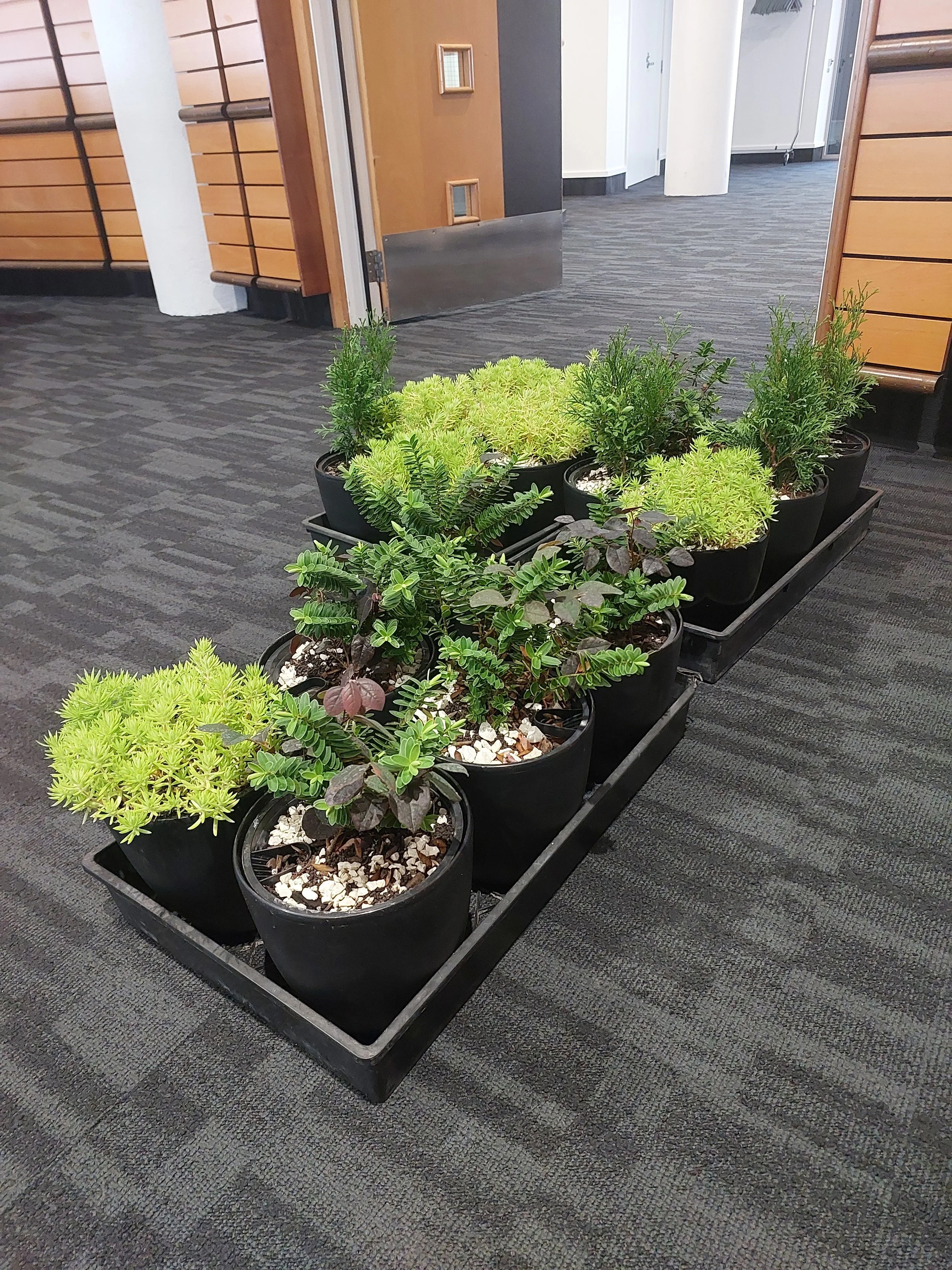 Line of potted plants on a black tray inside a building with gray carpeted floors and wooden wall panels.