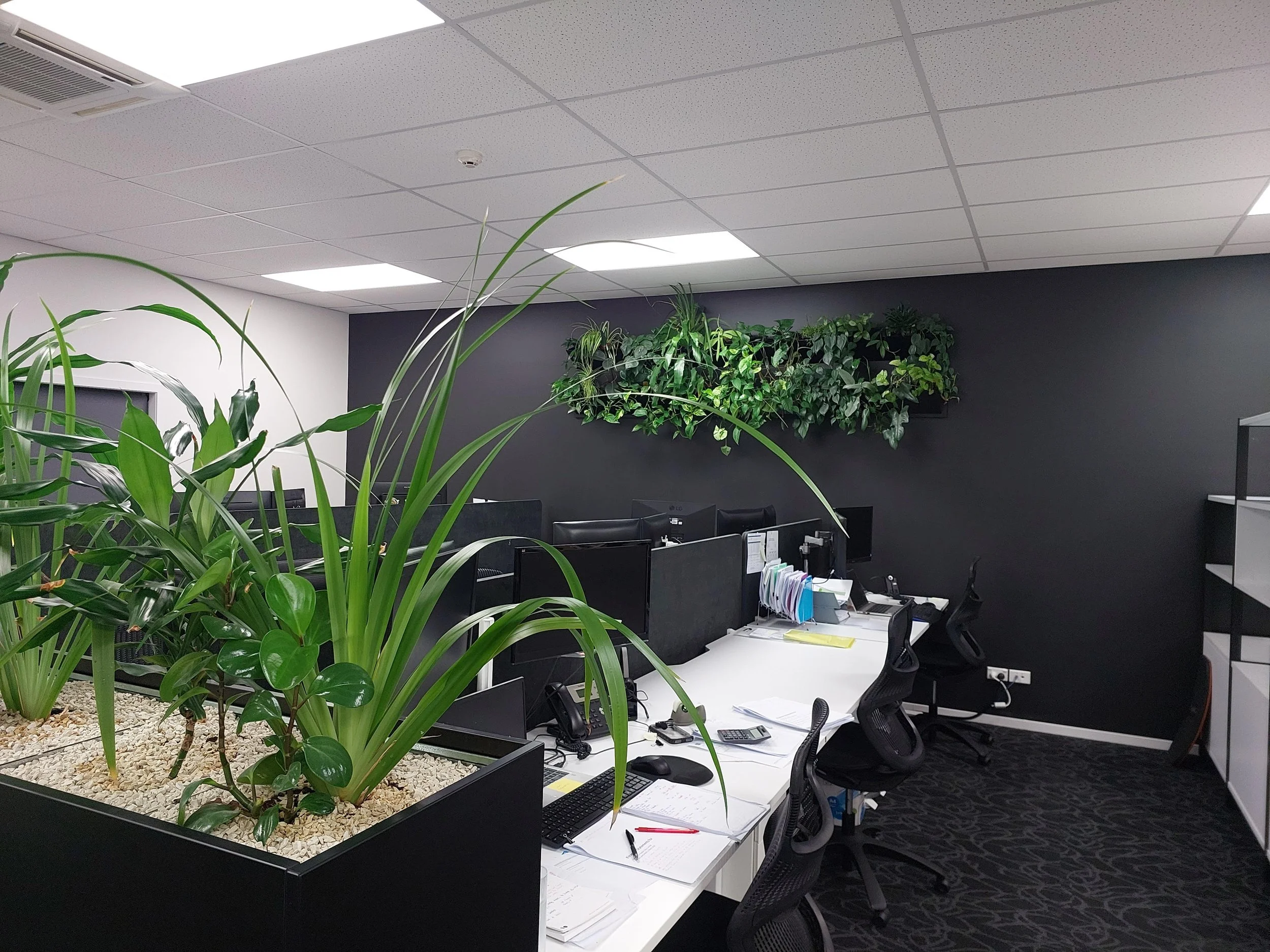 Office with black wall, green plant on desk, white desks with computer monitors, office chairs, and wall greenery.