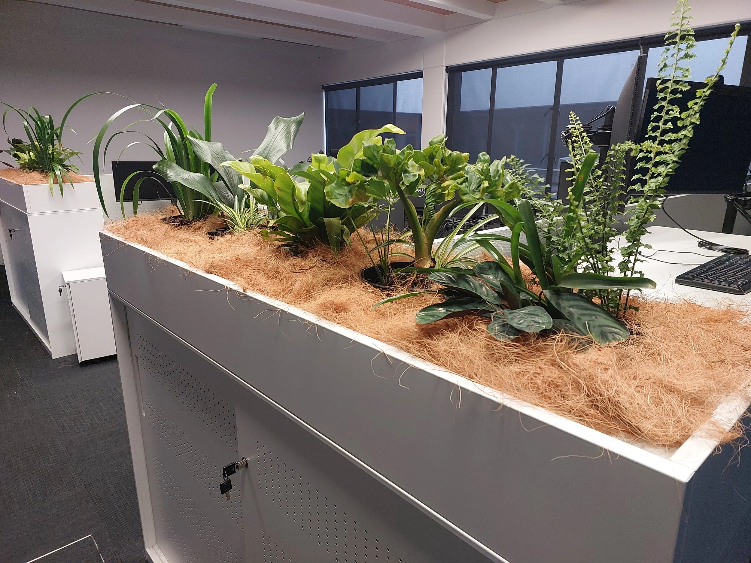 Indoor office space with a white reception desk topped with potted green plants and straw-like decorative material, with large windows in the background.