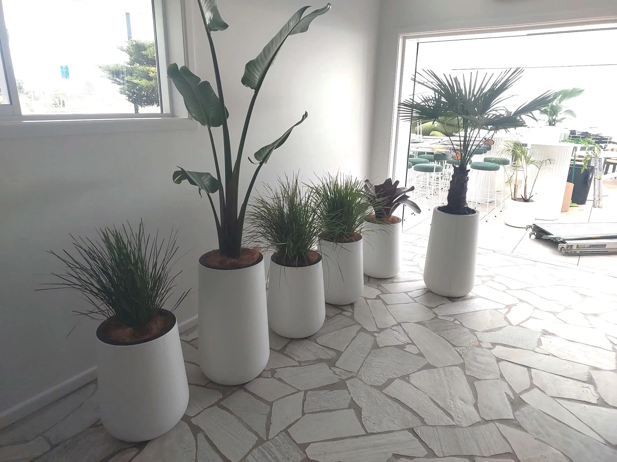 Line of potted tropical plants in white pots near a window and glass door, with outdoor seating visible.