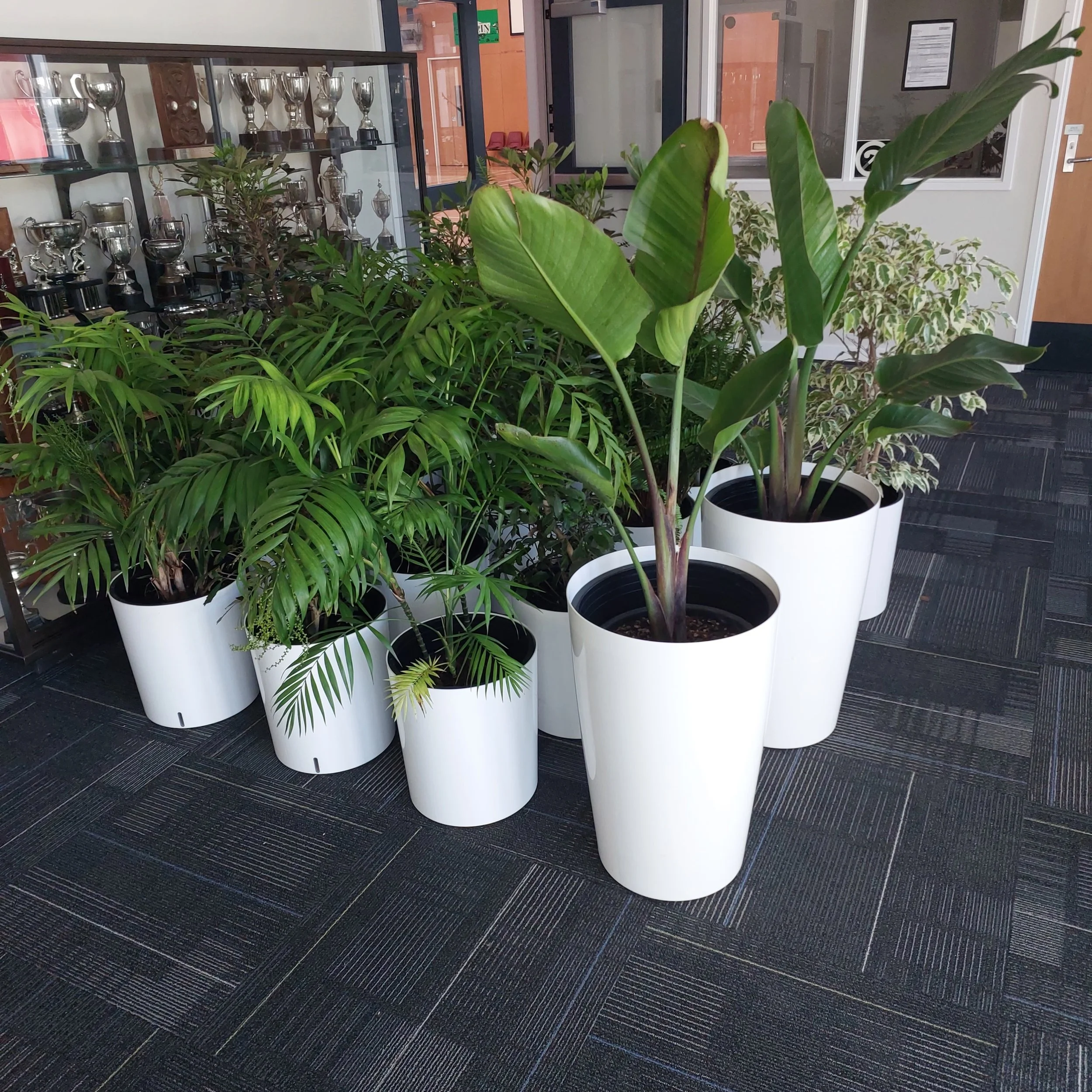 Indoor plants in white pots on a dark carpeted floor, with a display of trophies in the background.