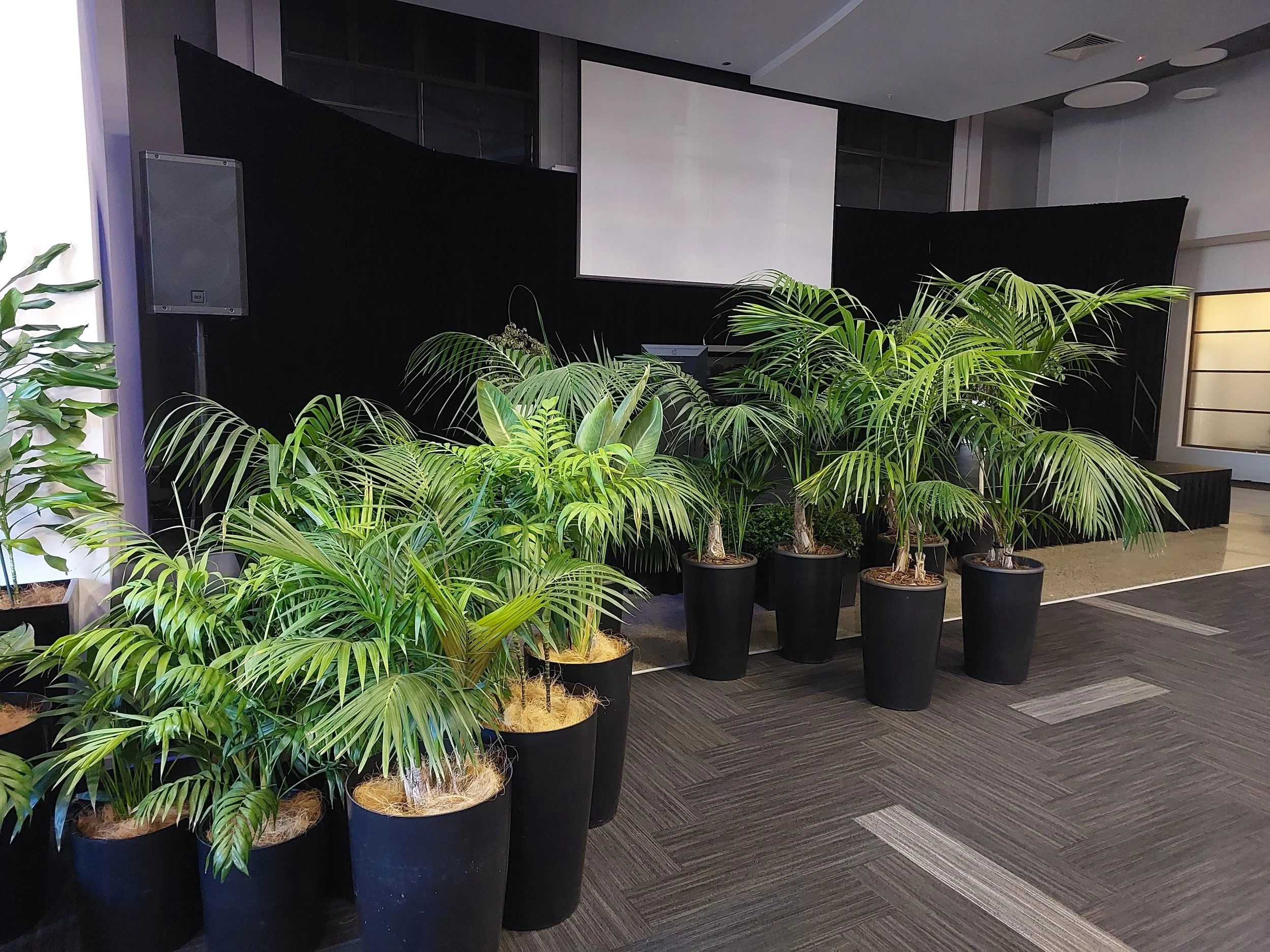Indoor space with large potted green plants in black pots, a dark wall with a large screen, speakers, and a braided-leaf plant on the side, in a modern office or conference room.