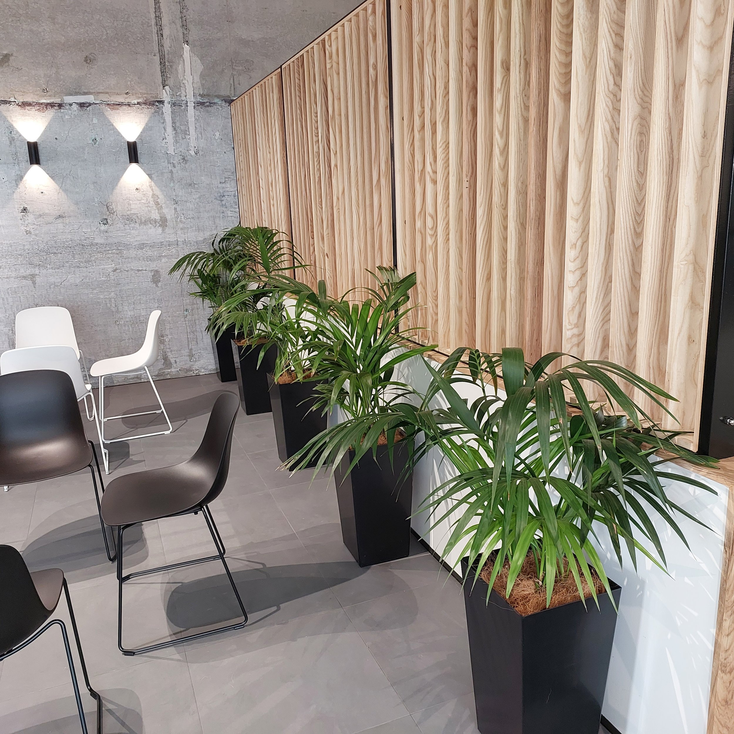 Indoor area with black planters holding green plants, gray chairs, white chairs, and a wooden wall with modern wall lights, concrete wall background.