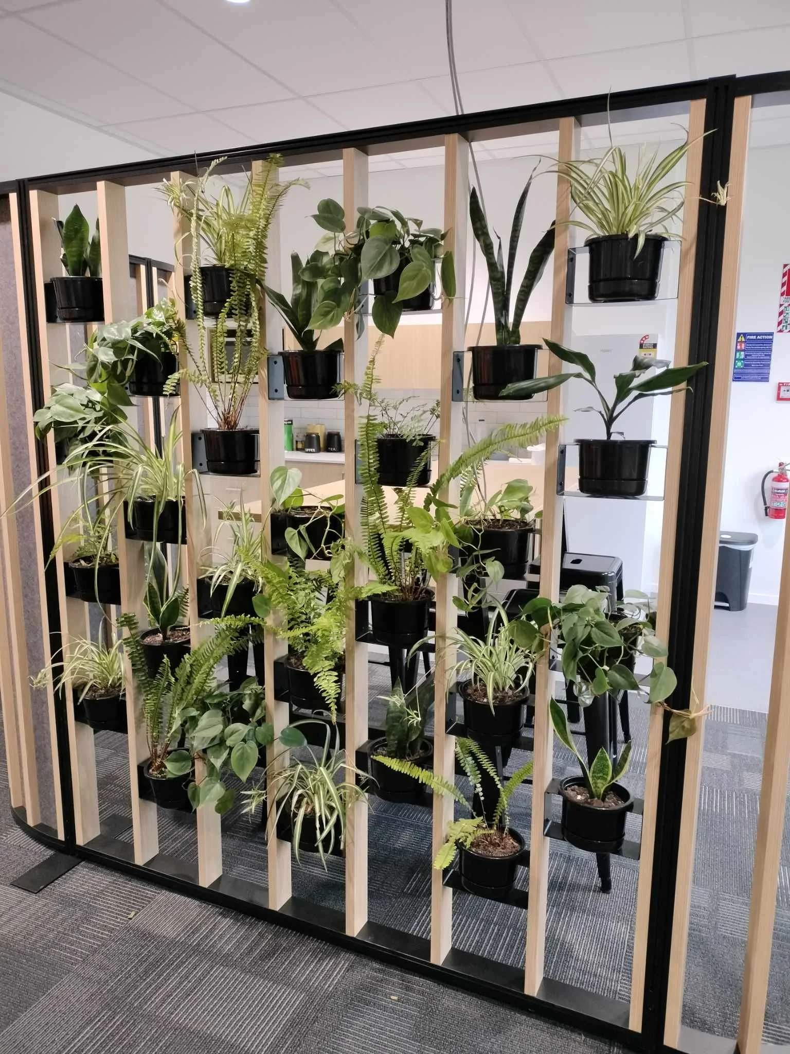 Indoor plant display with multiple green plants in black pots on a wooden and black metal stand.