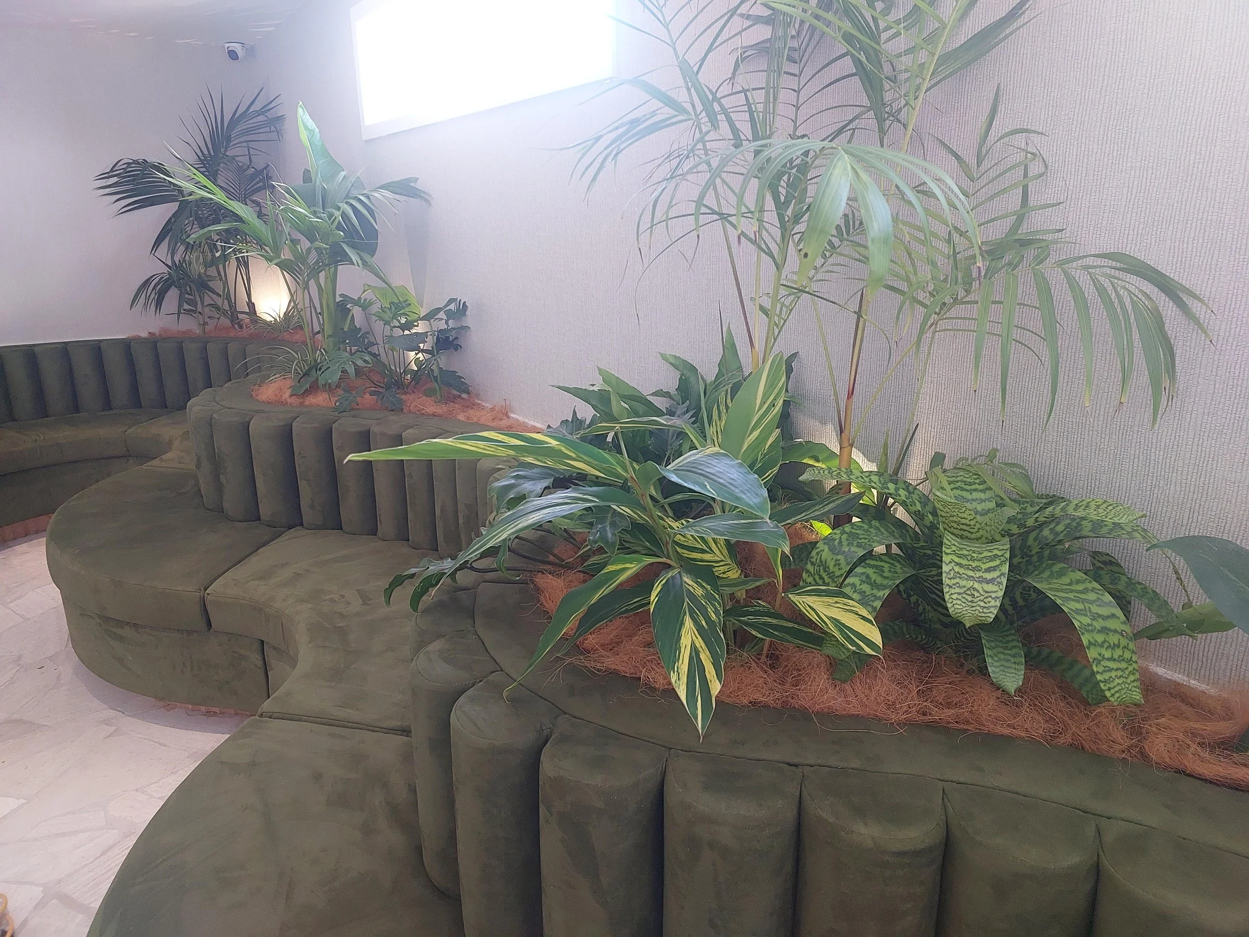 Indoor room with green velvet curved sofa and large potted plants along the wall, illuminated by natural light through a window.