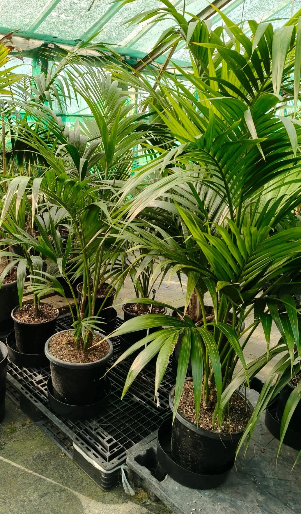 Various potted tropical plants, likely of the palm family, inside a greenhouse with a green plastic covering.