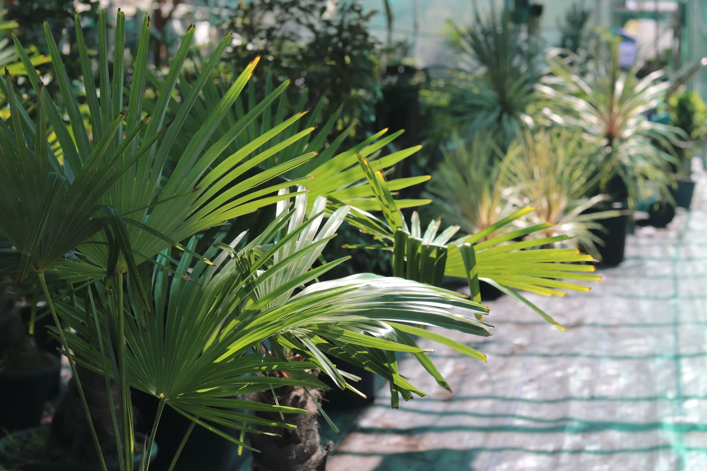 Rows of potted green palm plants along a pathway, with sunlight streaming through leaves.