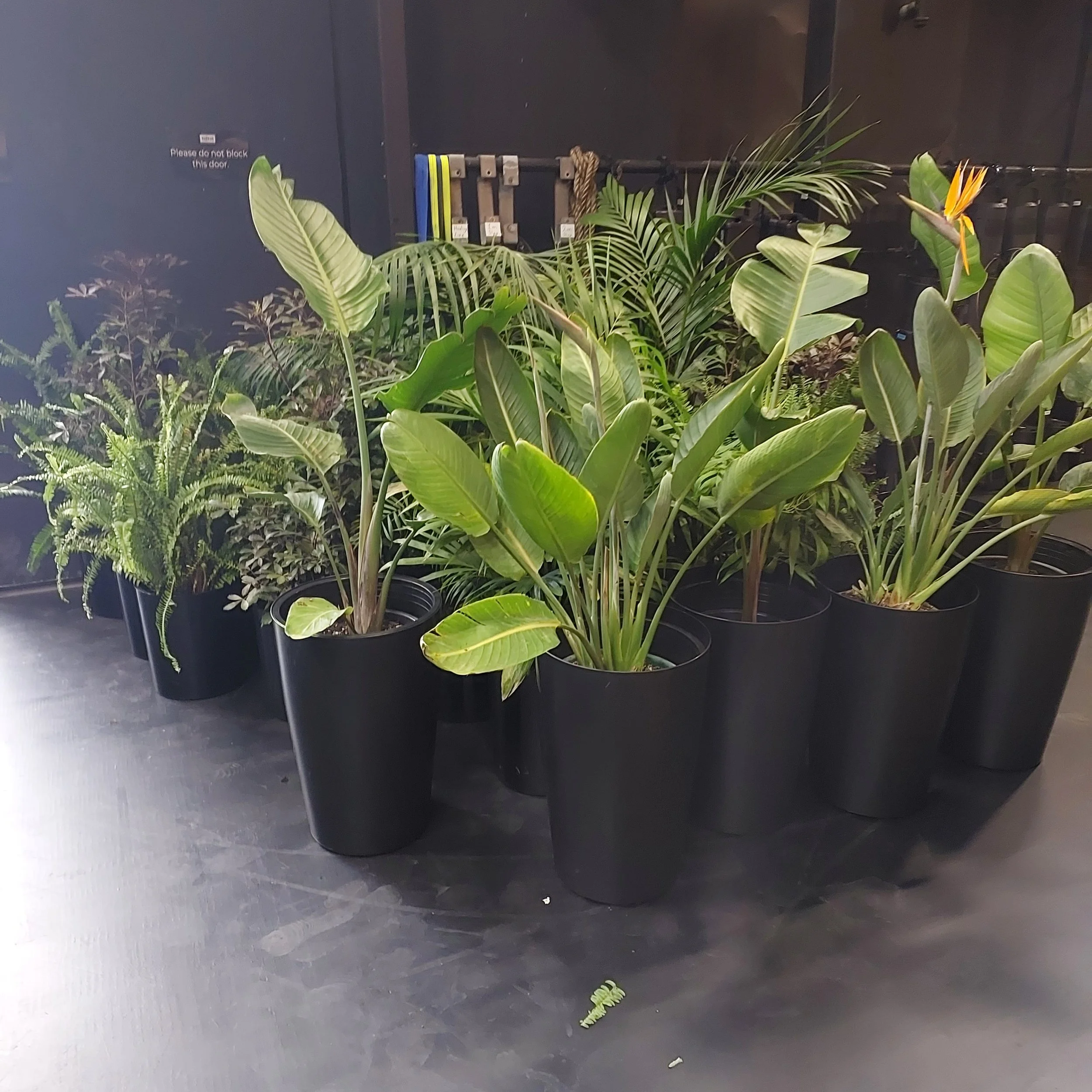 Indoor scene of a row of potted green plants on a dark floor against a dark wall.