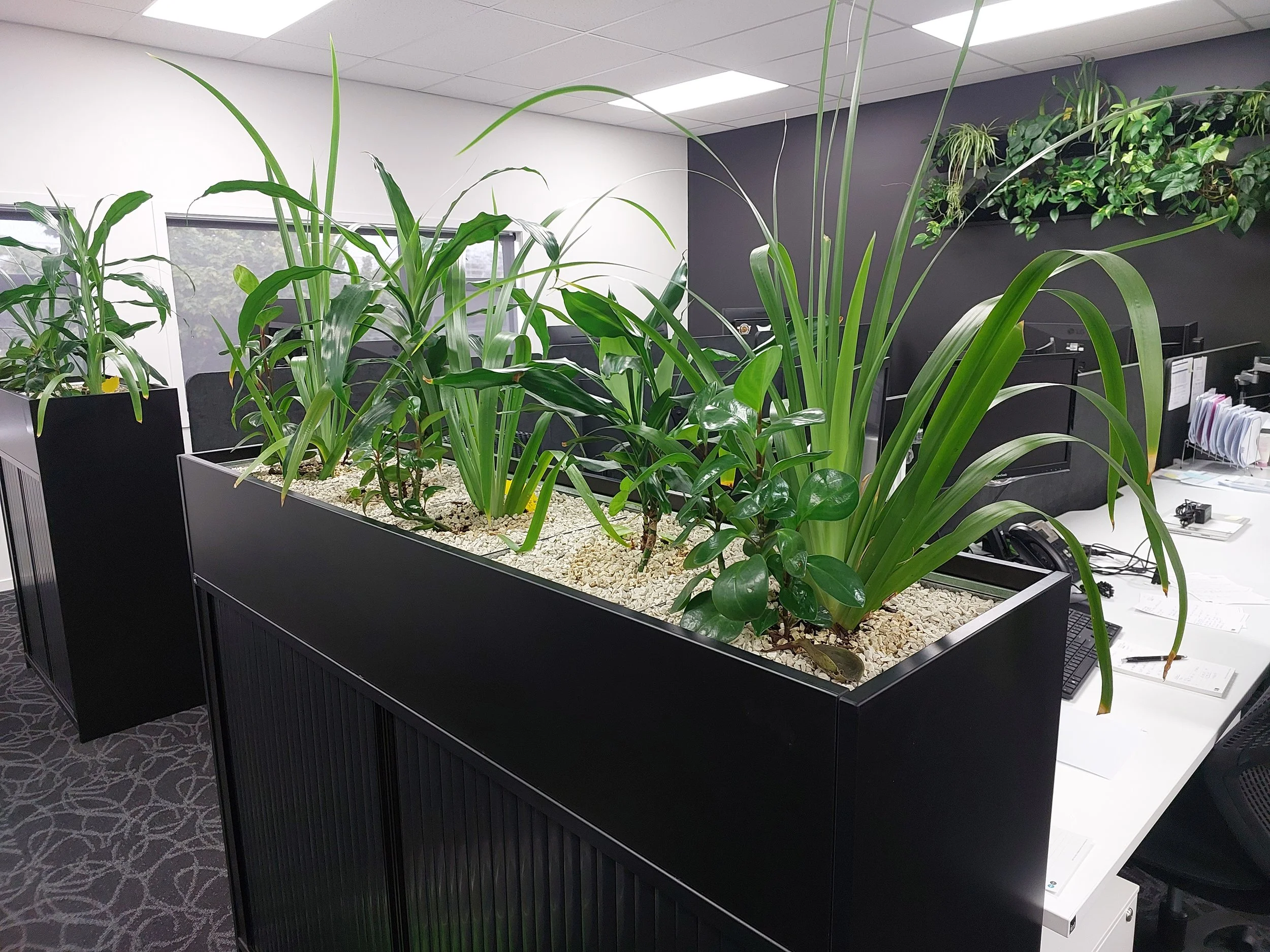 A modern office workspace with a long black planter filled with green leafy plants. In the background, there are desks with computers, office supplies, and a wall with hanging greenery.