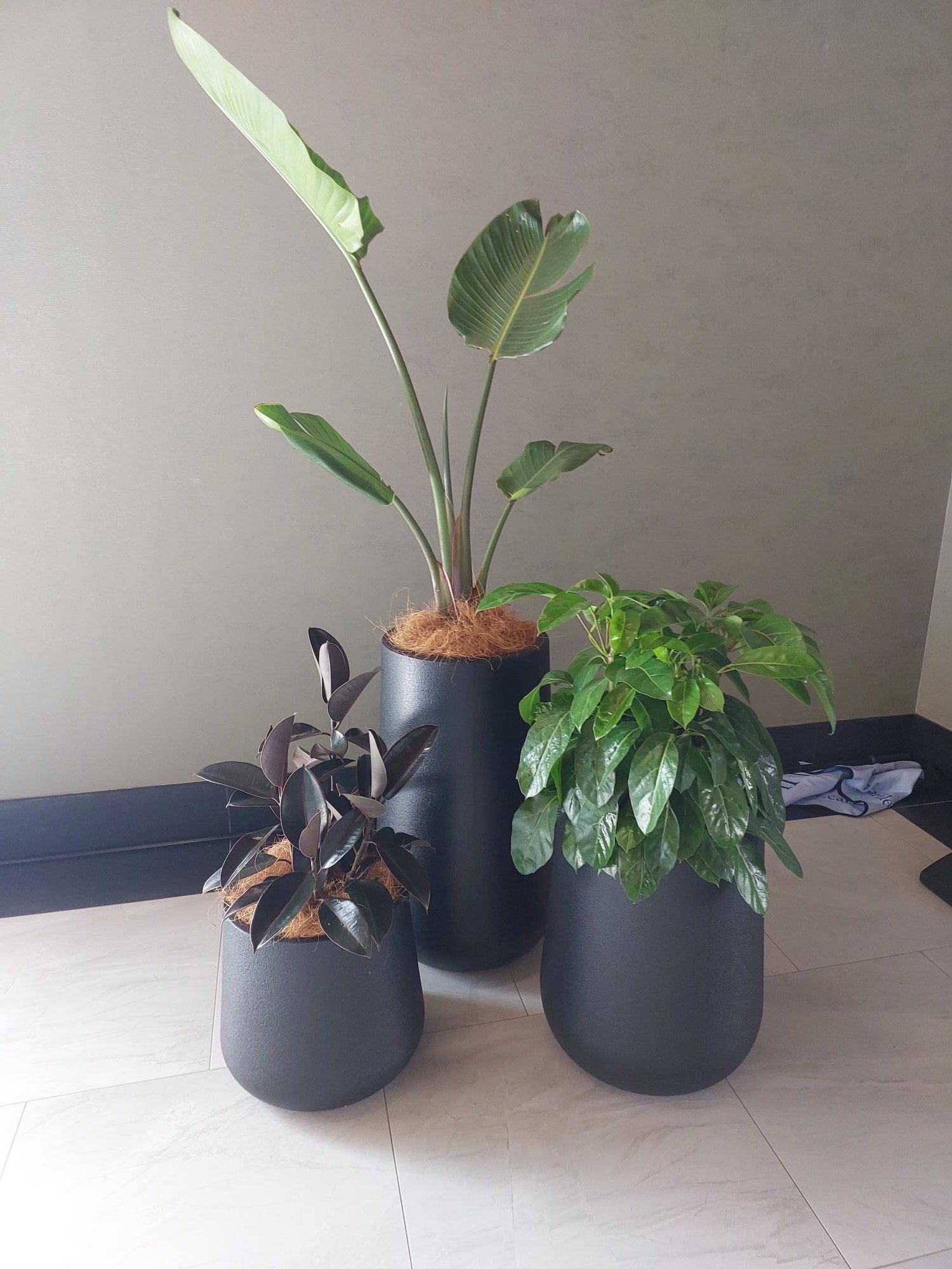Three potted indoor plants in black textured planters on a tiled floor against a neutral wall.