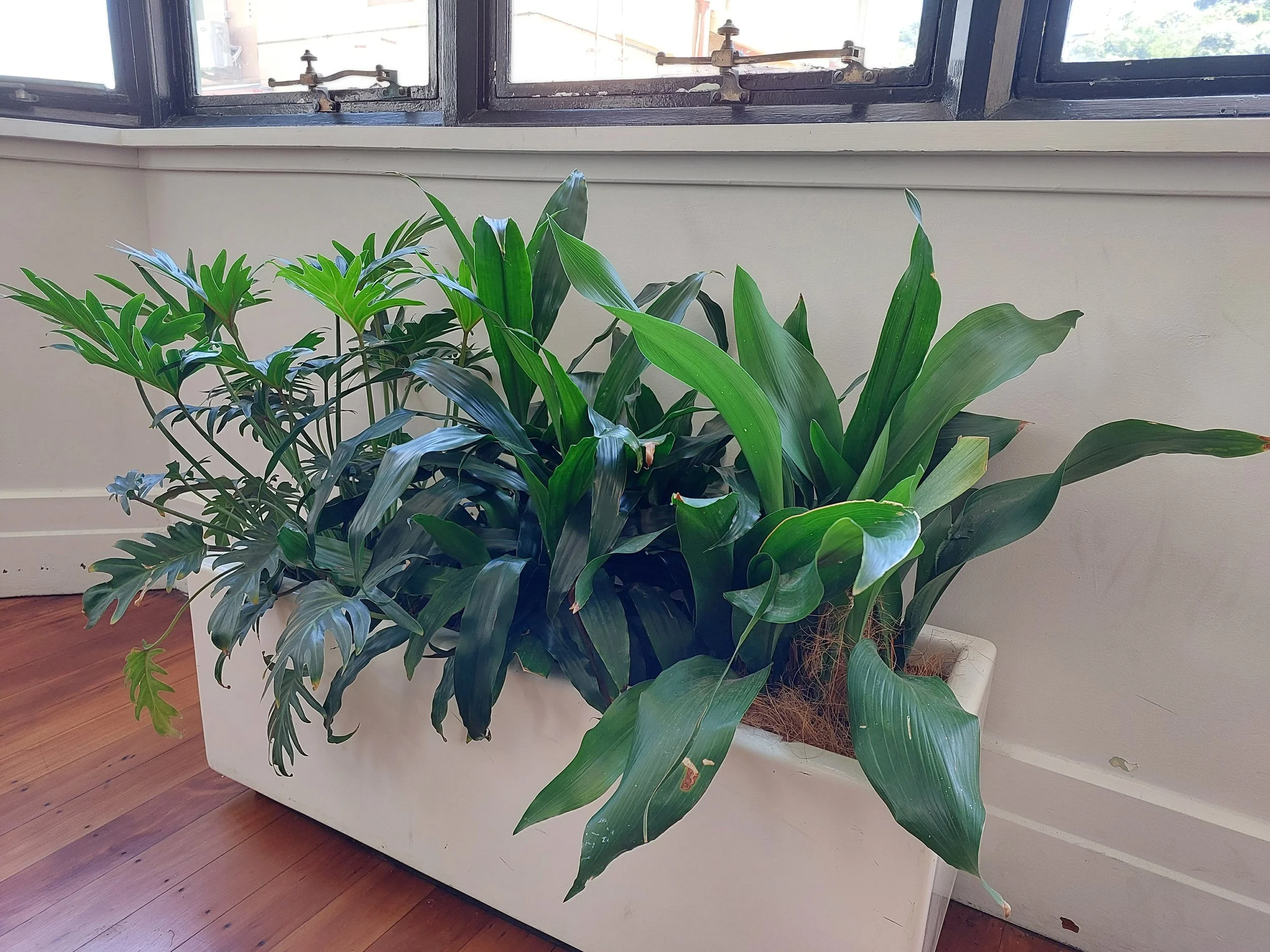Indoor potted plant with large green leaves sitting near a window on a hardwood floor.