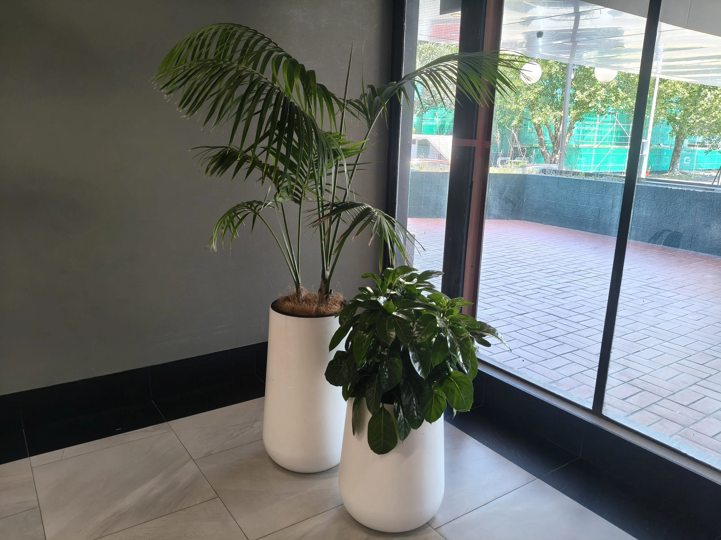 Two potted plants, one tall palm and one shorter leafy plant, near large glass windows showing an outdoor patio with brick paving and trees.