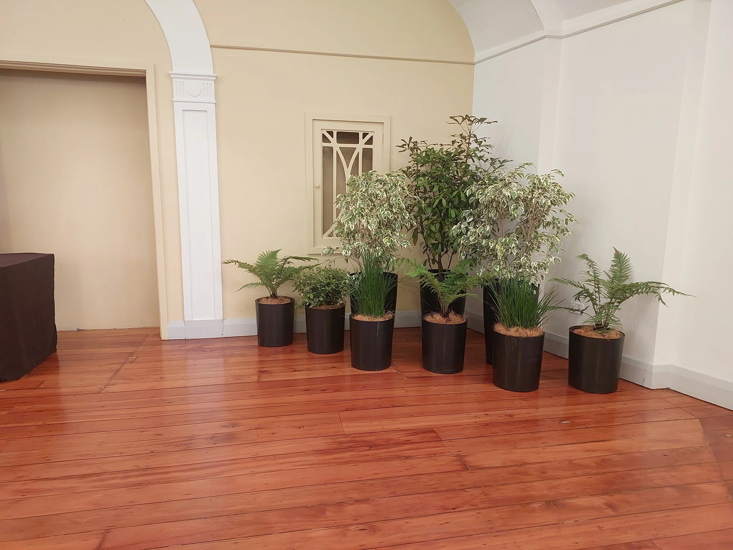 Six potted green plants of varying sizes and types arranged along a cream-colored wall inside a room with wooden flooring.