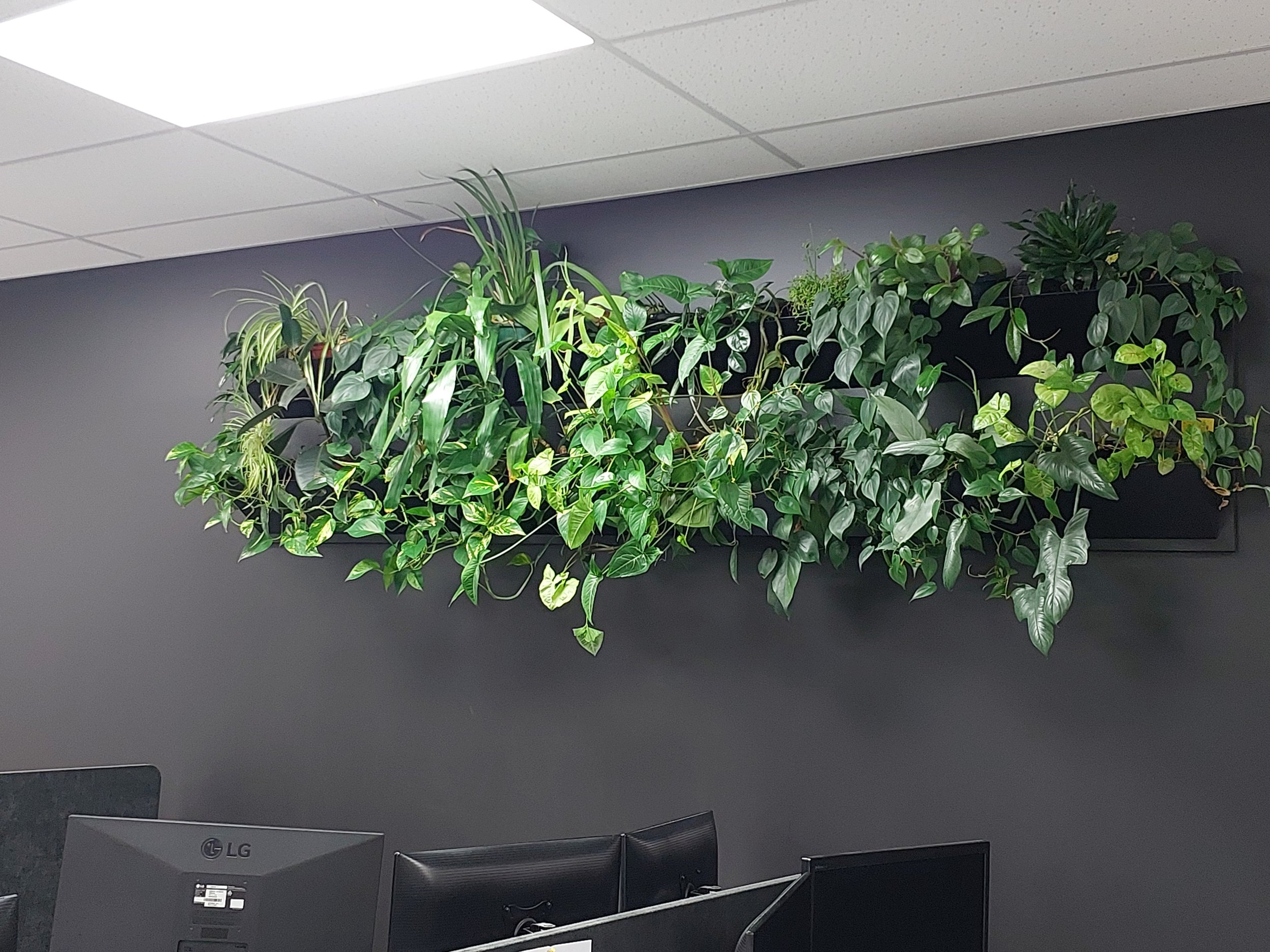 Green leafy plants in black containers mounted on a dark gray wall in an office setting.