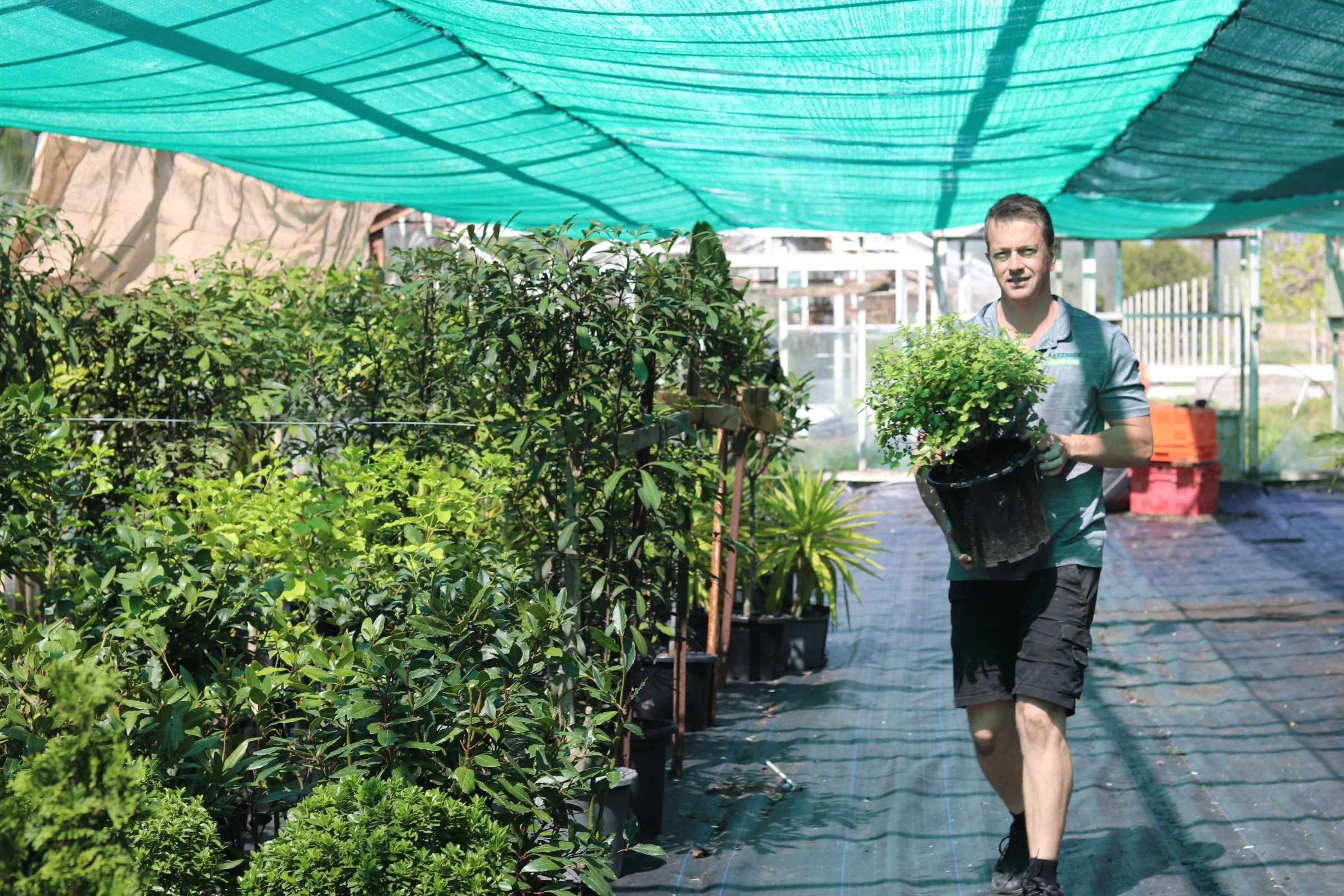 A man holding a potted plant in a greenhouse or nursery with shelves of plants and a shaded roof overhead.