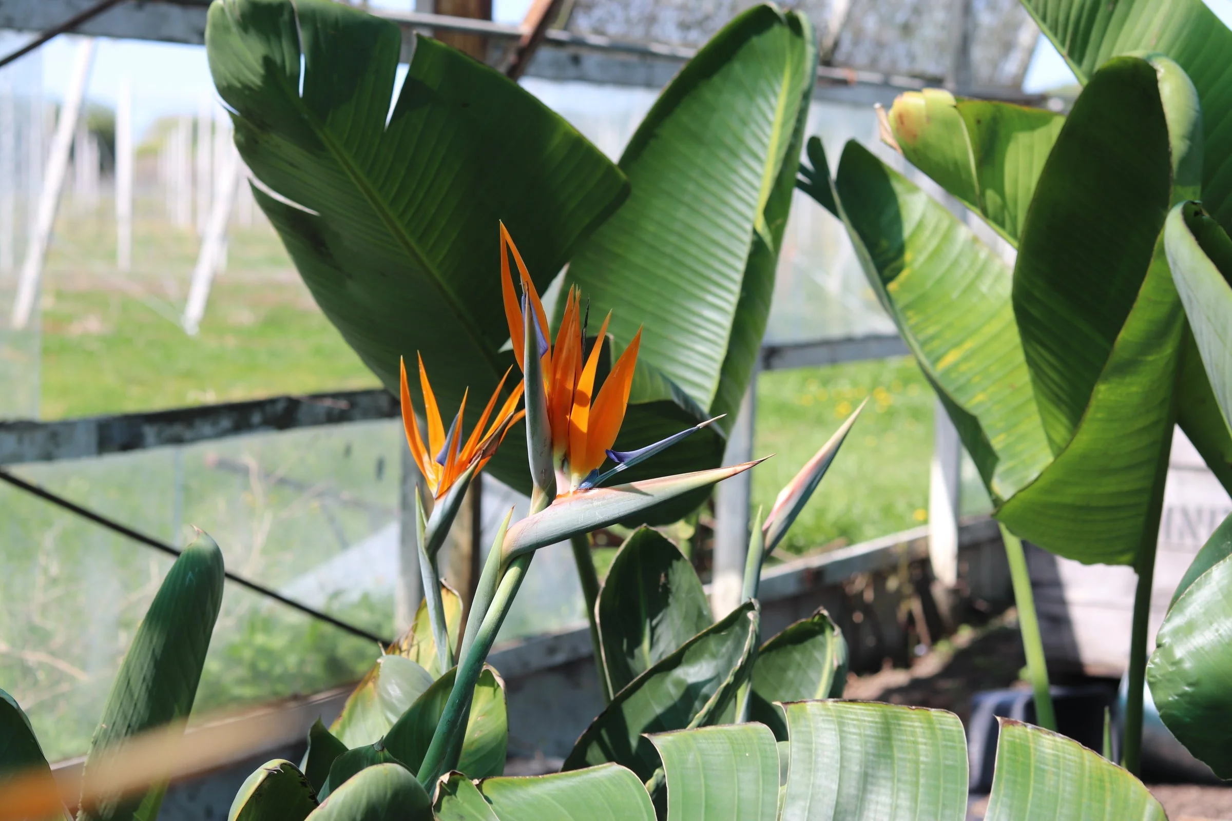 Close-up of a flowering bird of paradise plant with orange and purple flowers and large green leaves, in a greenhouse setting.