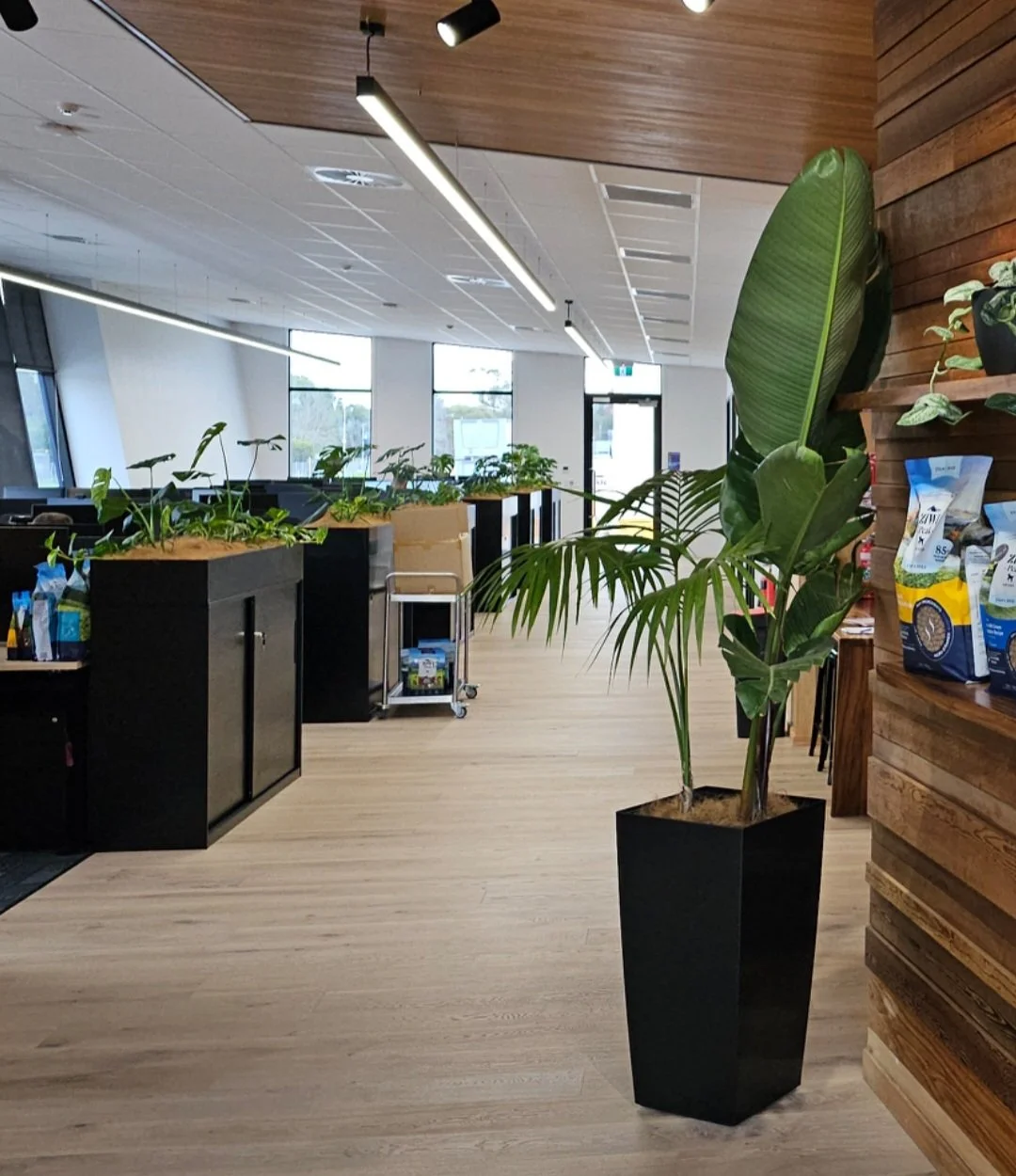 Interior of a modern office with wooden flooring, large windows, and green potted plants on black planters and shelves.