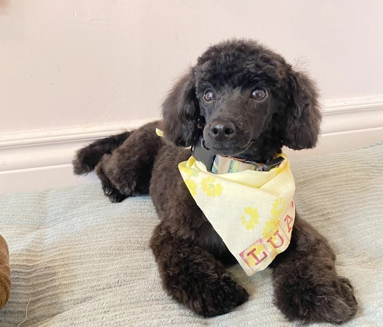 A black puppy with curly fur wearing a yellow bandana with red and yellow lettering, lying on a beige textured surface near a plain wall.