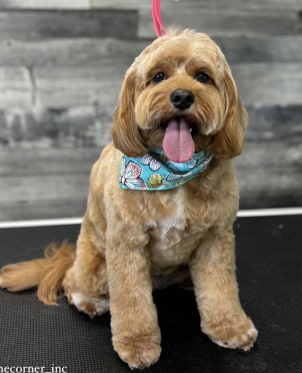 A cute brown dog with floppy ears sitting on a grooming table, wearing a blue bandana with colorful floral patterns, with its tongue out and looking at the camera.