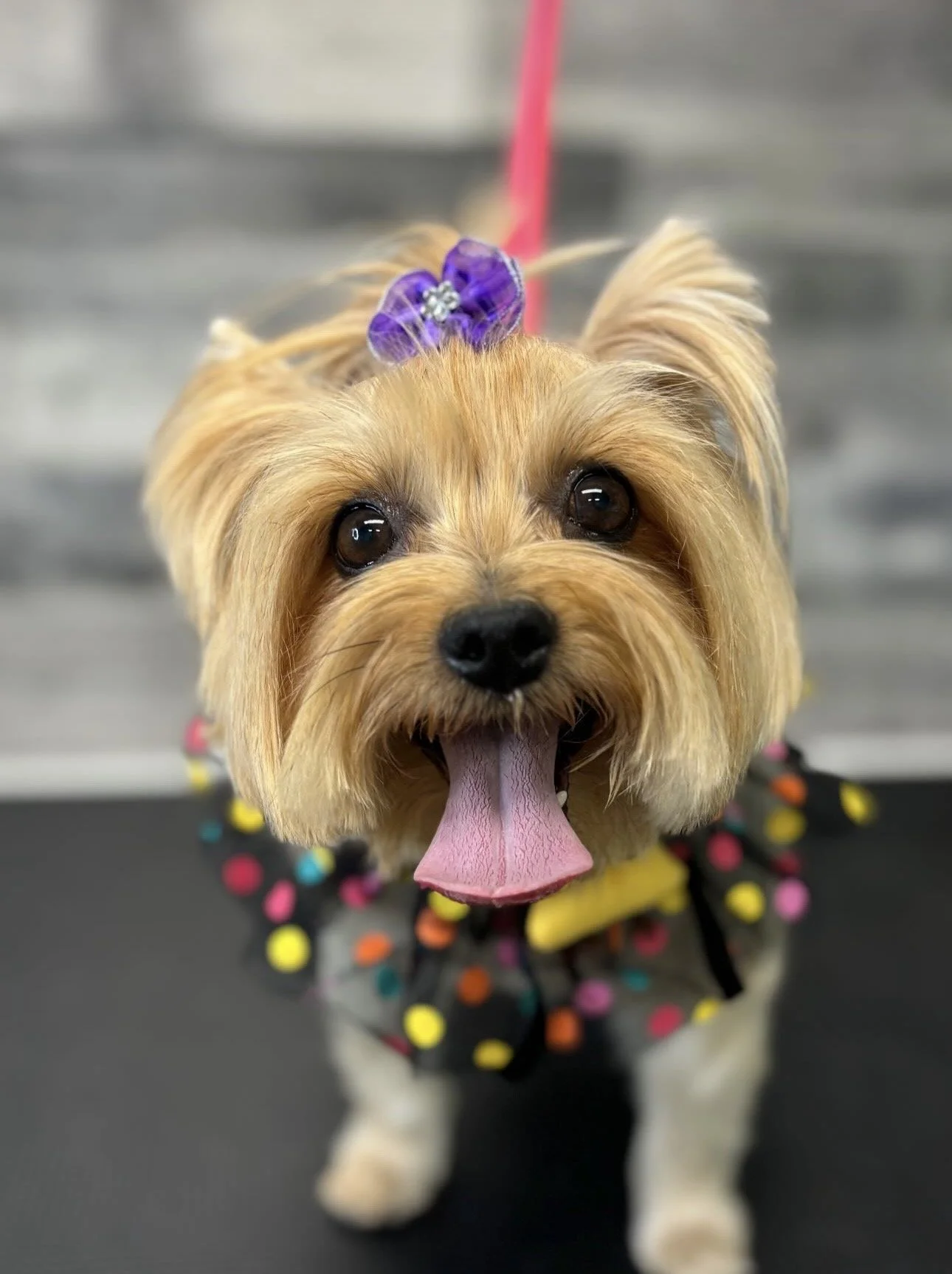 Close-up of a small dog with a purple bow on its head, wearing a colorful polka-dot outfit, smiling with tongue out, against a blurred background.