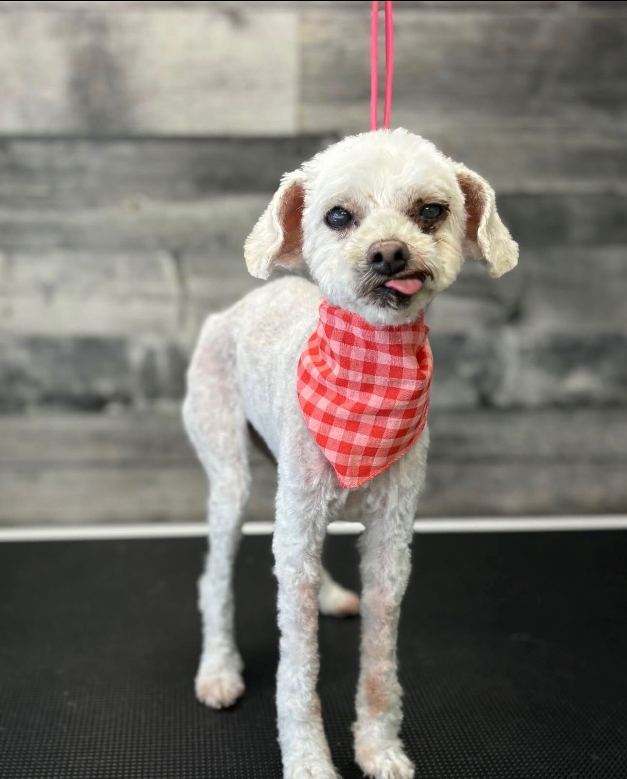 Small white dog with a red and white checkered bandana around its neck, standing on a grooming table with a wooden wall background, sticking out its tongue slightly.