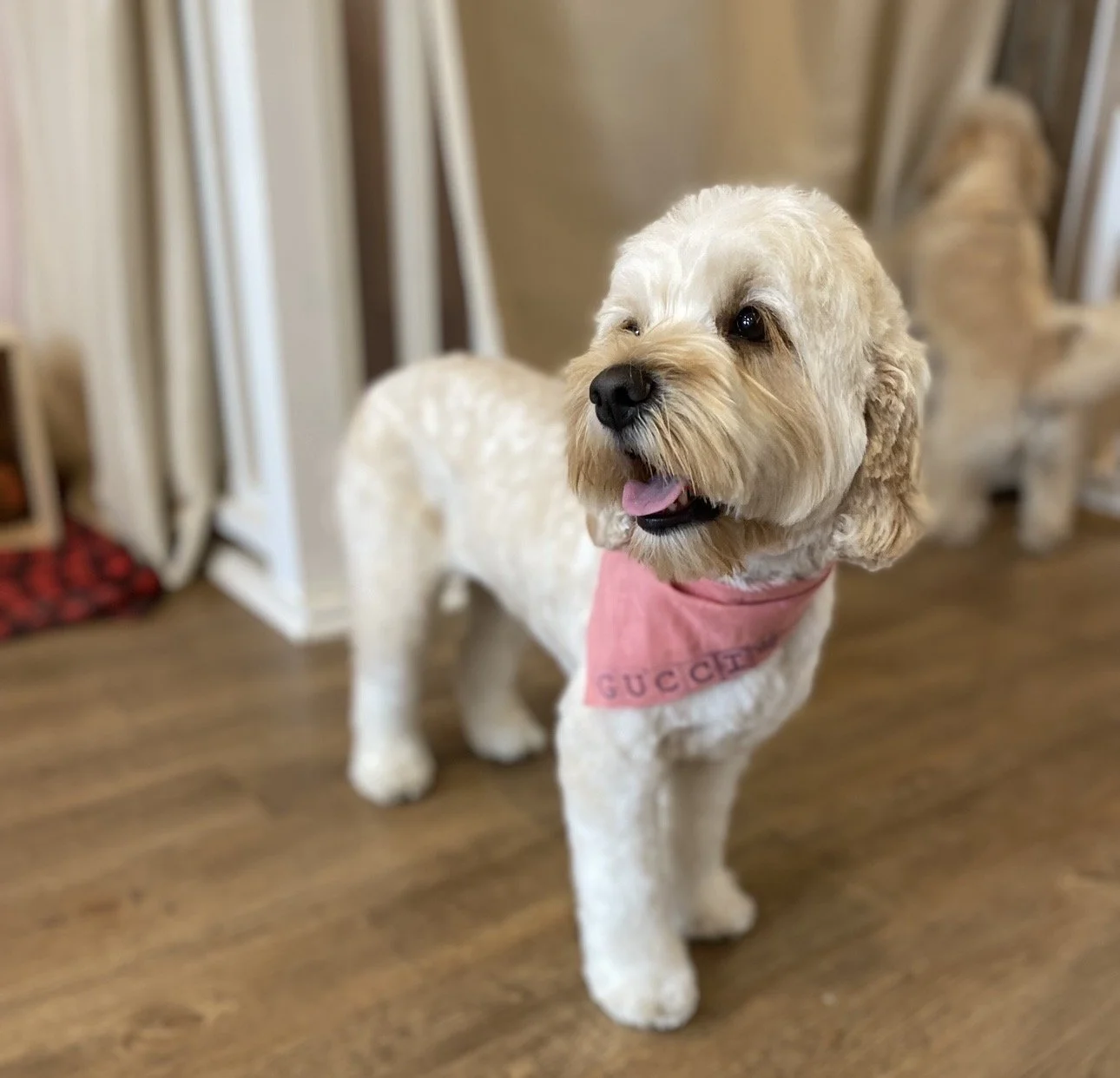 A cute, fluffy, beige-colored dog with a pink bandana around its neck standing on a wooden floor indoors.