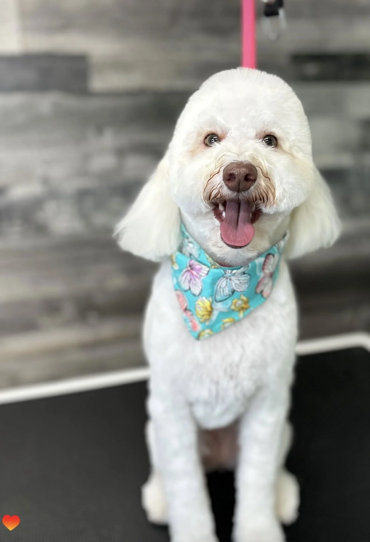 A white adorable dog with cut hair, wearing a blue floral bandana, sitting on a grooming table, smiling with tongue out, in a grooming salon.