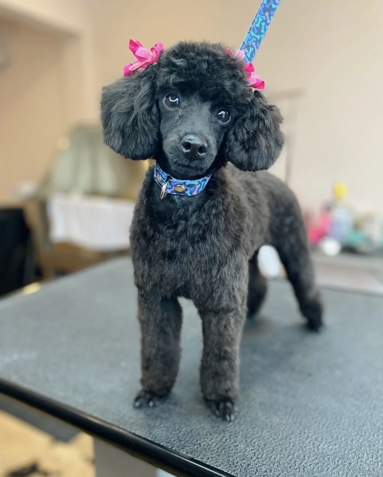 A black poodle puppy with droopy ears and a blue collar, standing on a grooming table, with pink bows on its ears and a curious expression.