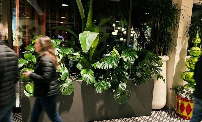 Indoor plants including large Monstera and banana plants in a decorative planters inside a well-lit building with people walking by.