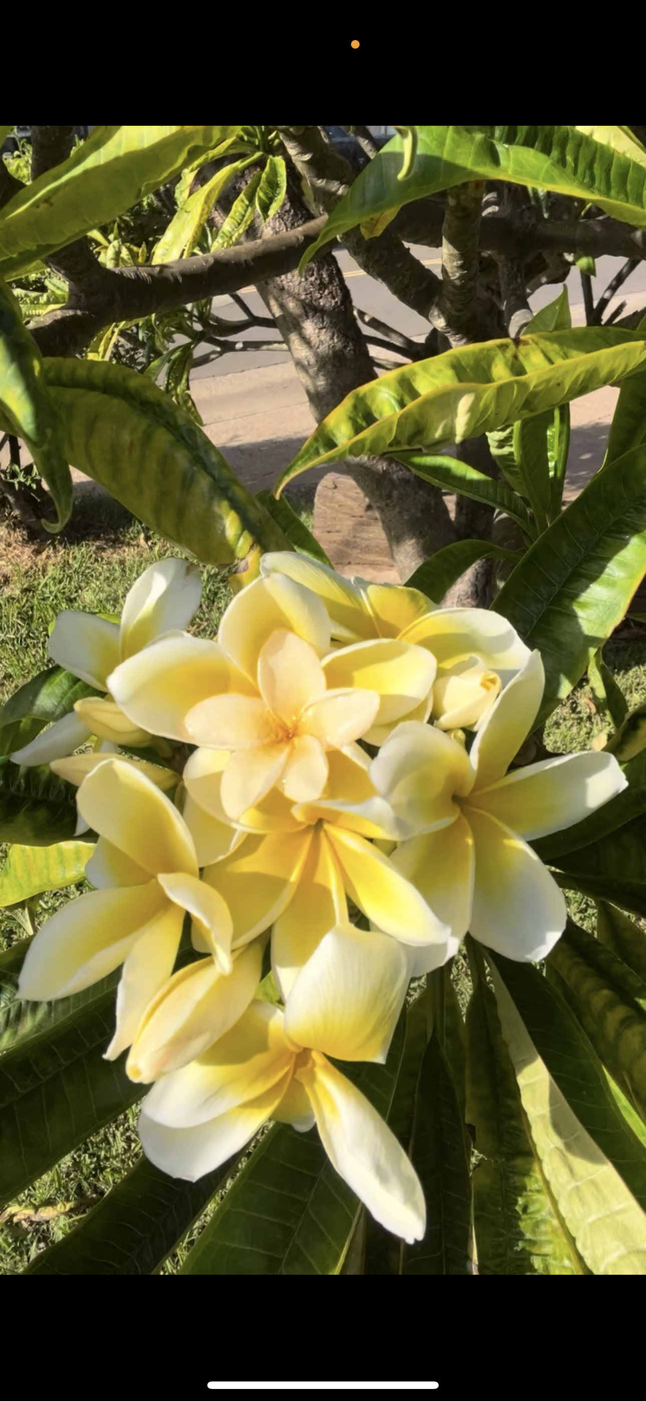 Plumeria Cutting - Yellow
