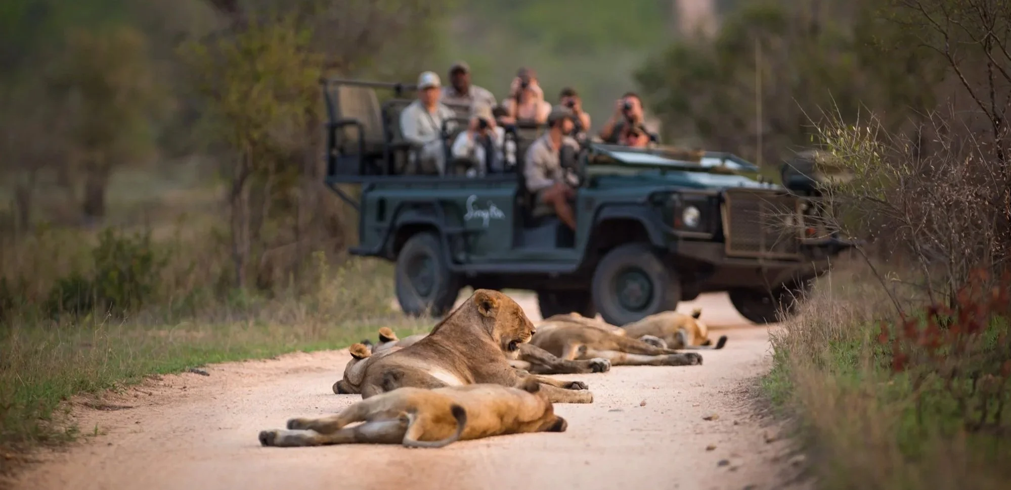 A lioness and her cubs lying on a dirt road in the wild, with a safari vehicle and tourists observing in the background.