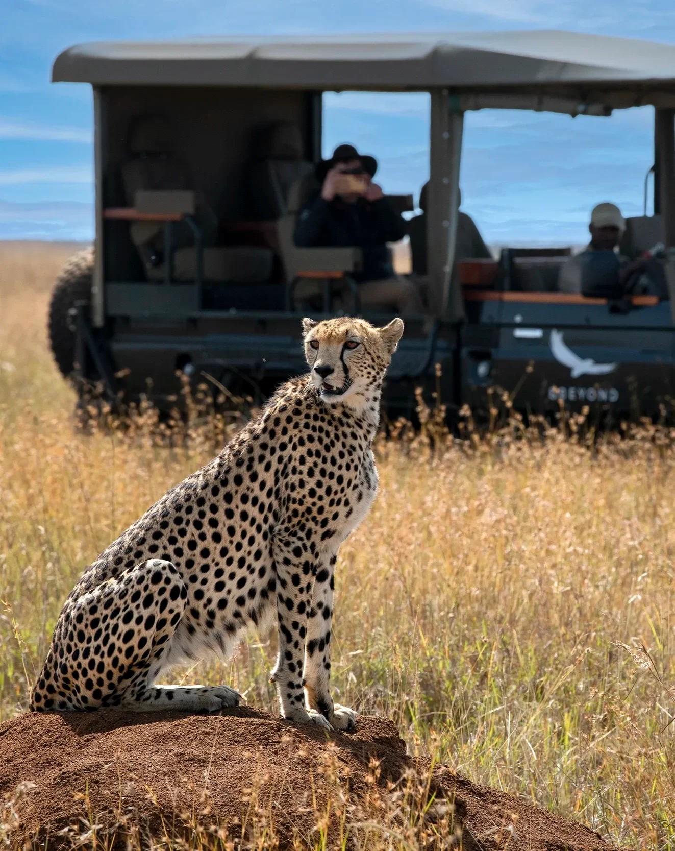 A cheetah sitting on a rock in a grassland with a safari vehicle and two tourists in the background.