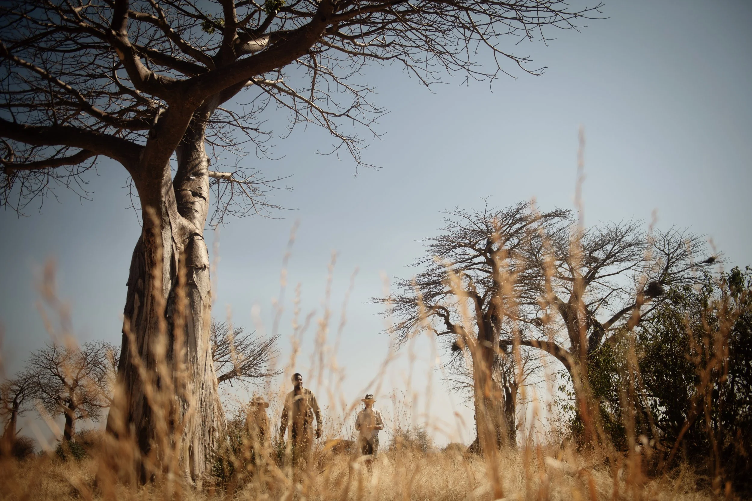 Two people walking in a dry, grassy field with large leafless trees under a clear blue sky.