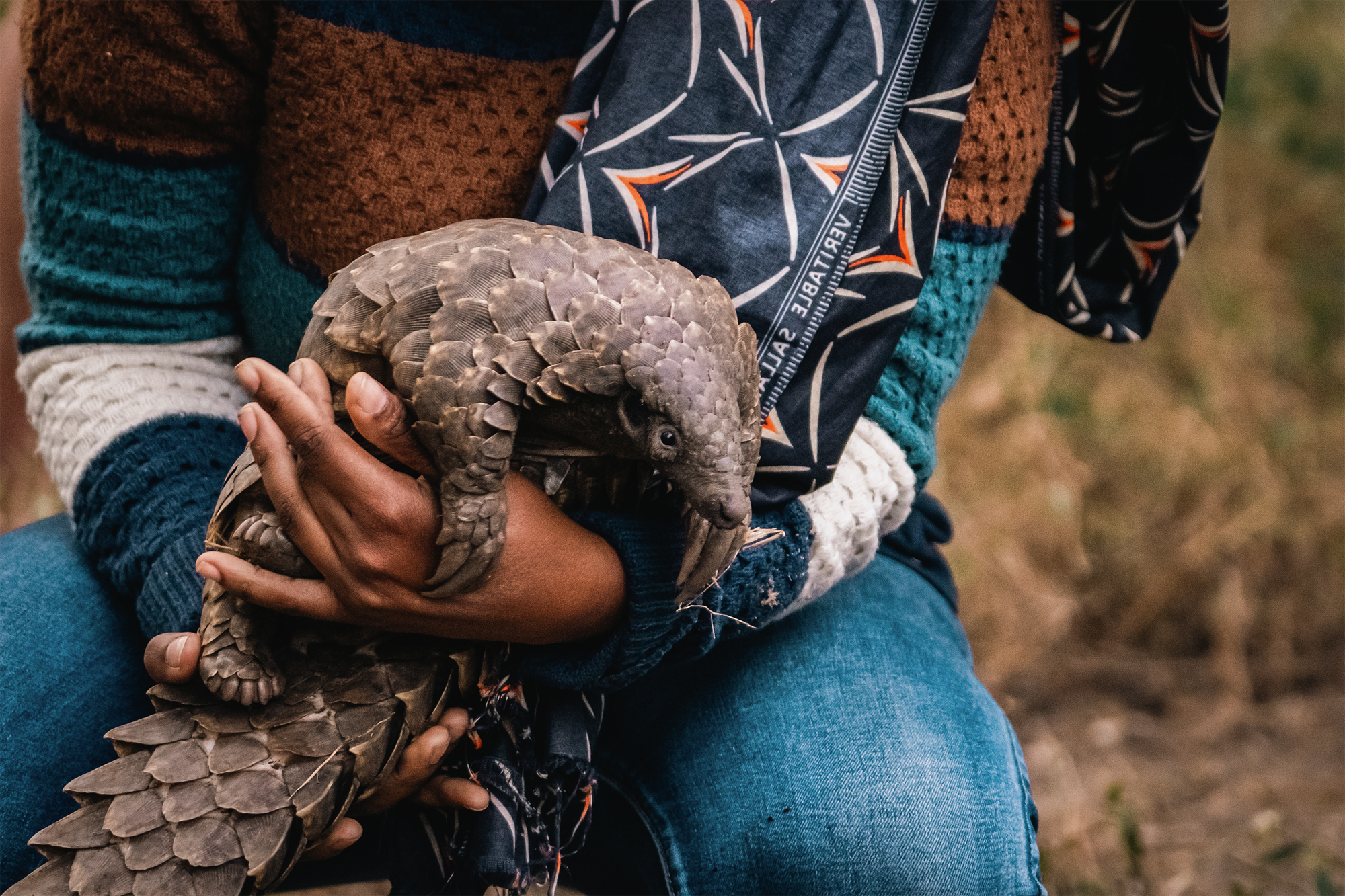 Person holding a bird with a large, scaly body, possibly a pangolin, outdoors.