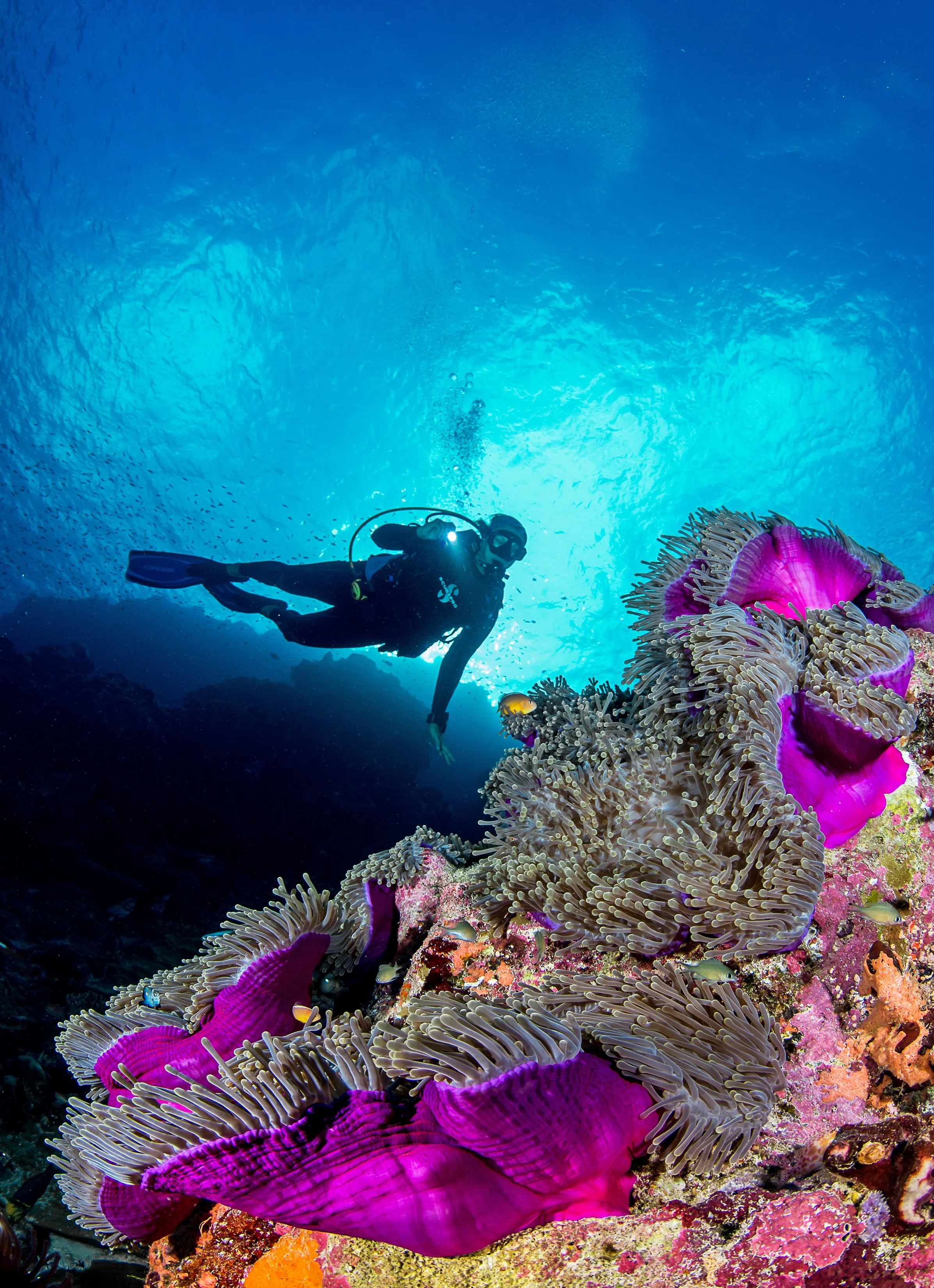 A scuba diver swimming near vibrant pink and purple sea anemones underwater.