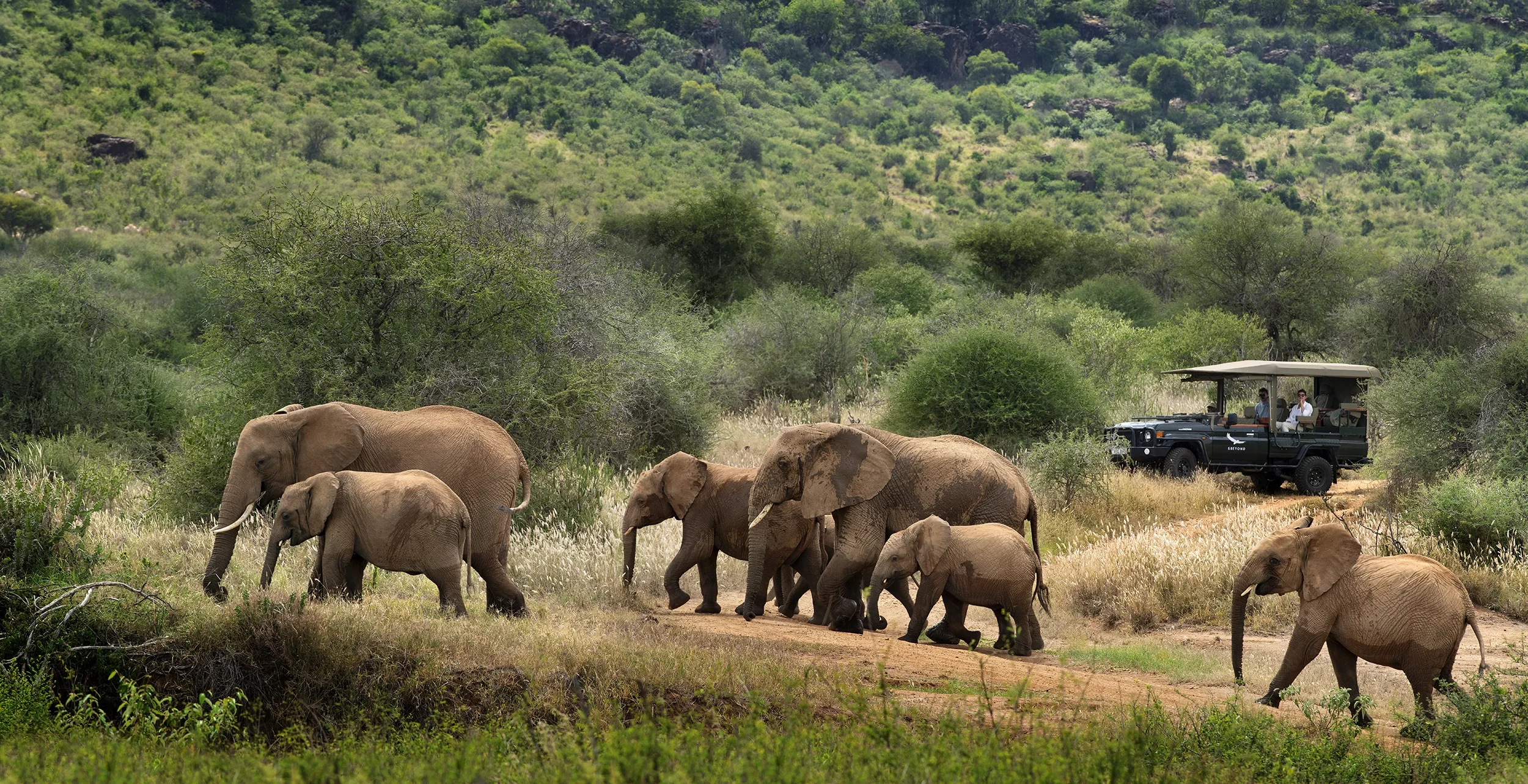 A herd of elephants walking through a lush, green landscape with a safari vehicle nearby.