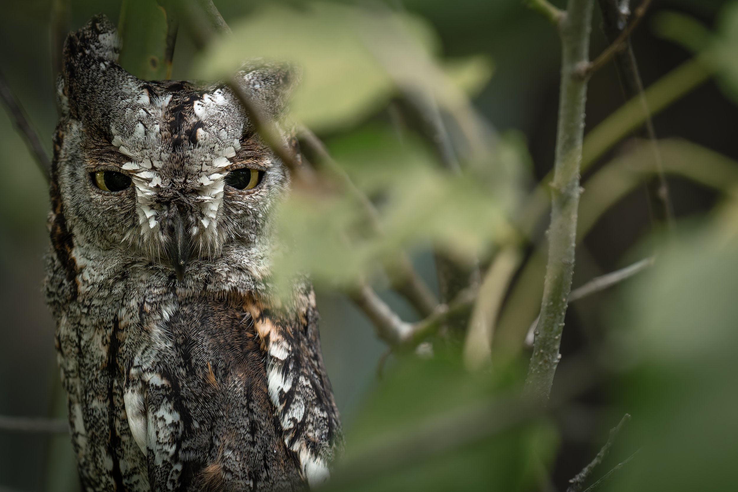 SB_WILDLIFE_Owl_Scops_A1_00499 (2).jpg