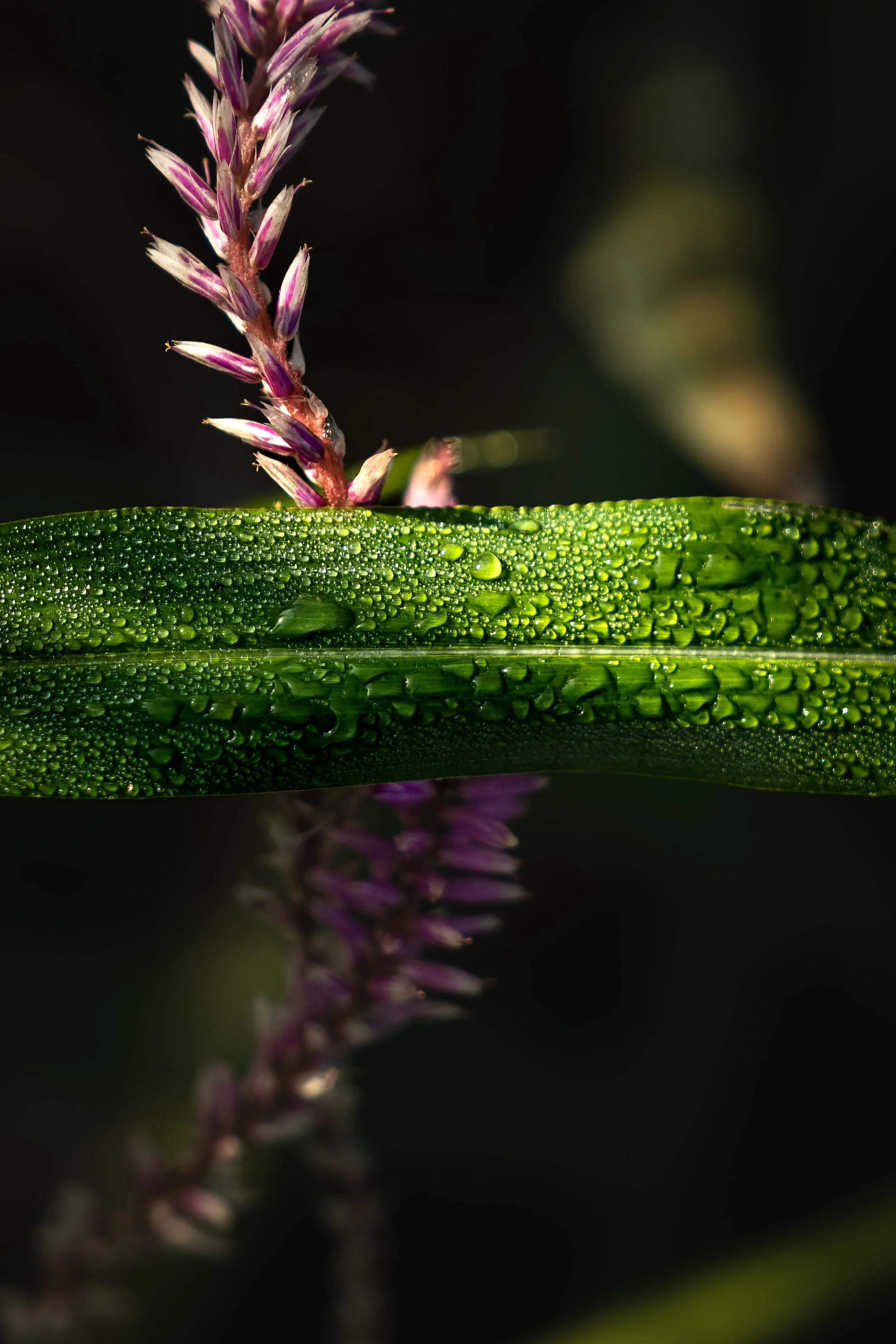 Close-up of a purple flower bud with dew drops on a green leaf and stem, dark background
