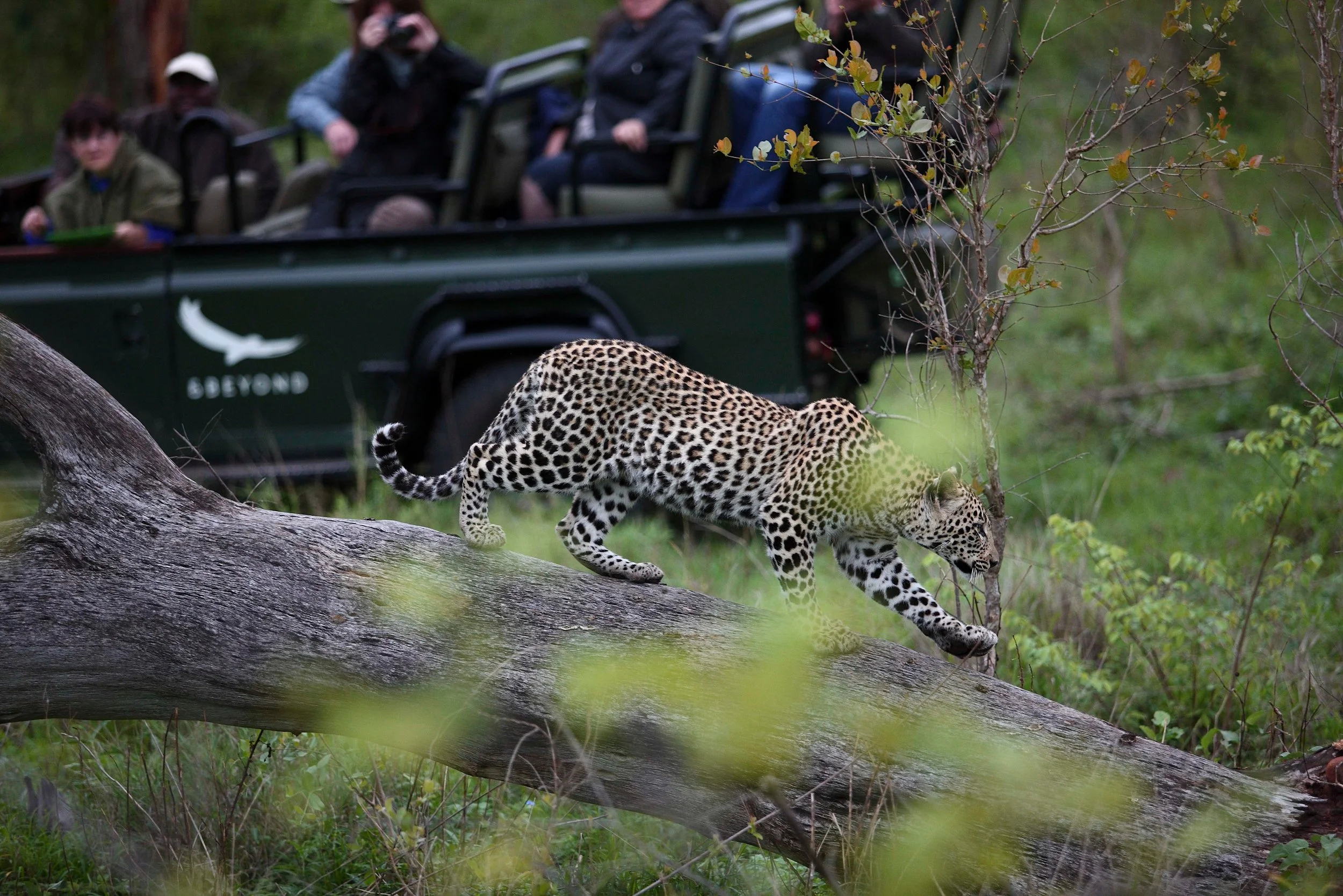 A jaguar walking on a fallen tree trunk in a nature reserve with people on a safari vehicle in the background.