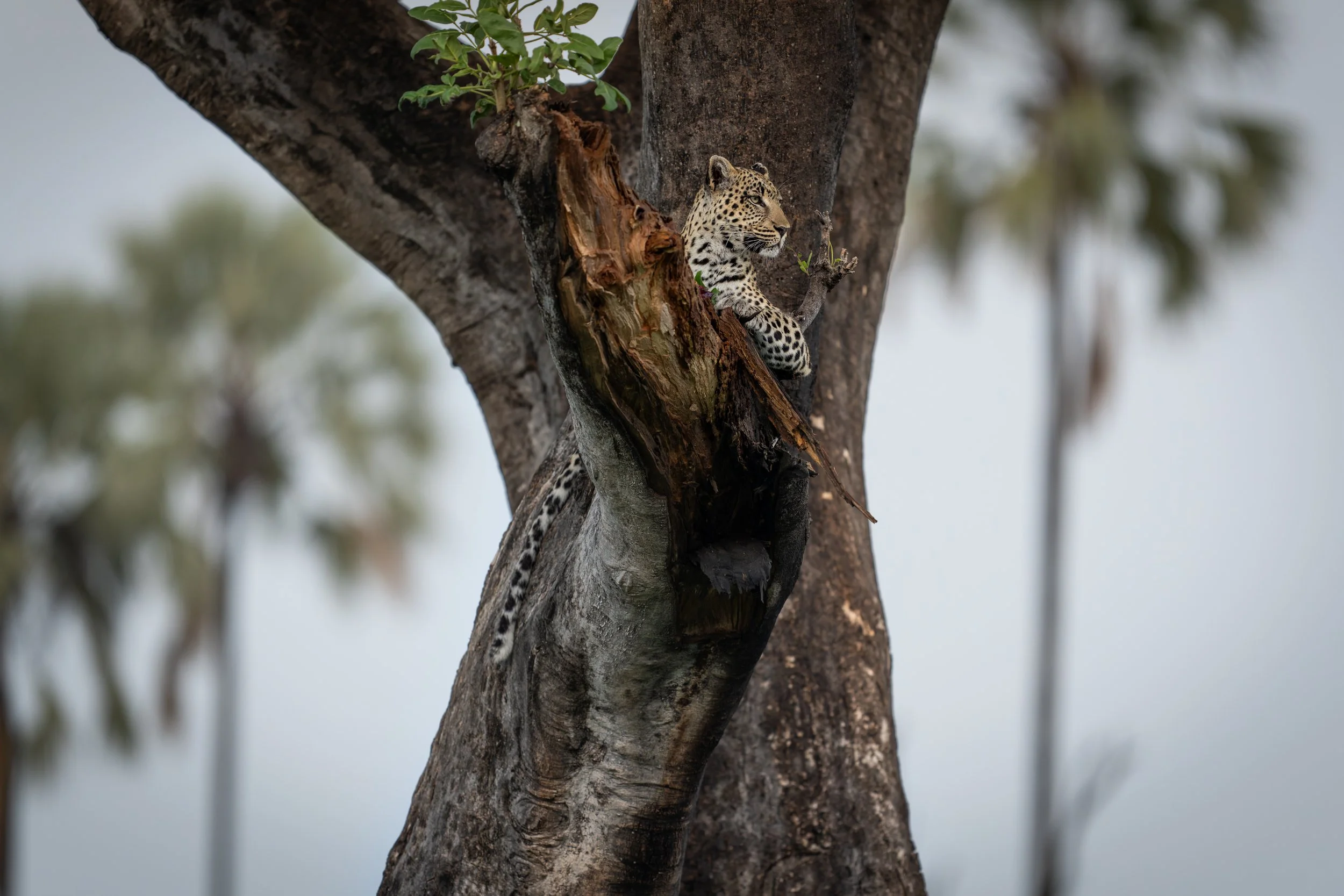A jaguar resting on a tree branch, partly hidden inside a hollow, with a blurred background of trees.