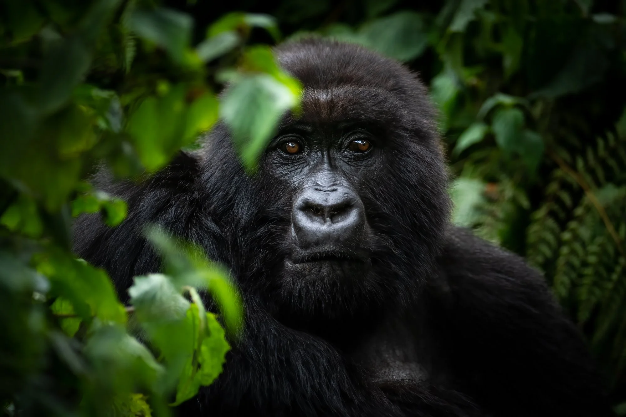 Close-up of a black gorilla's face among green foliage.