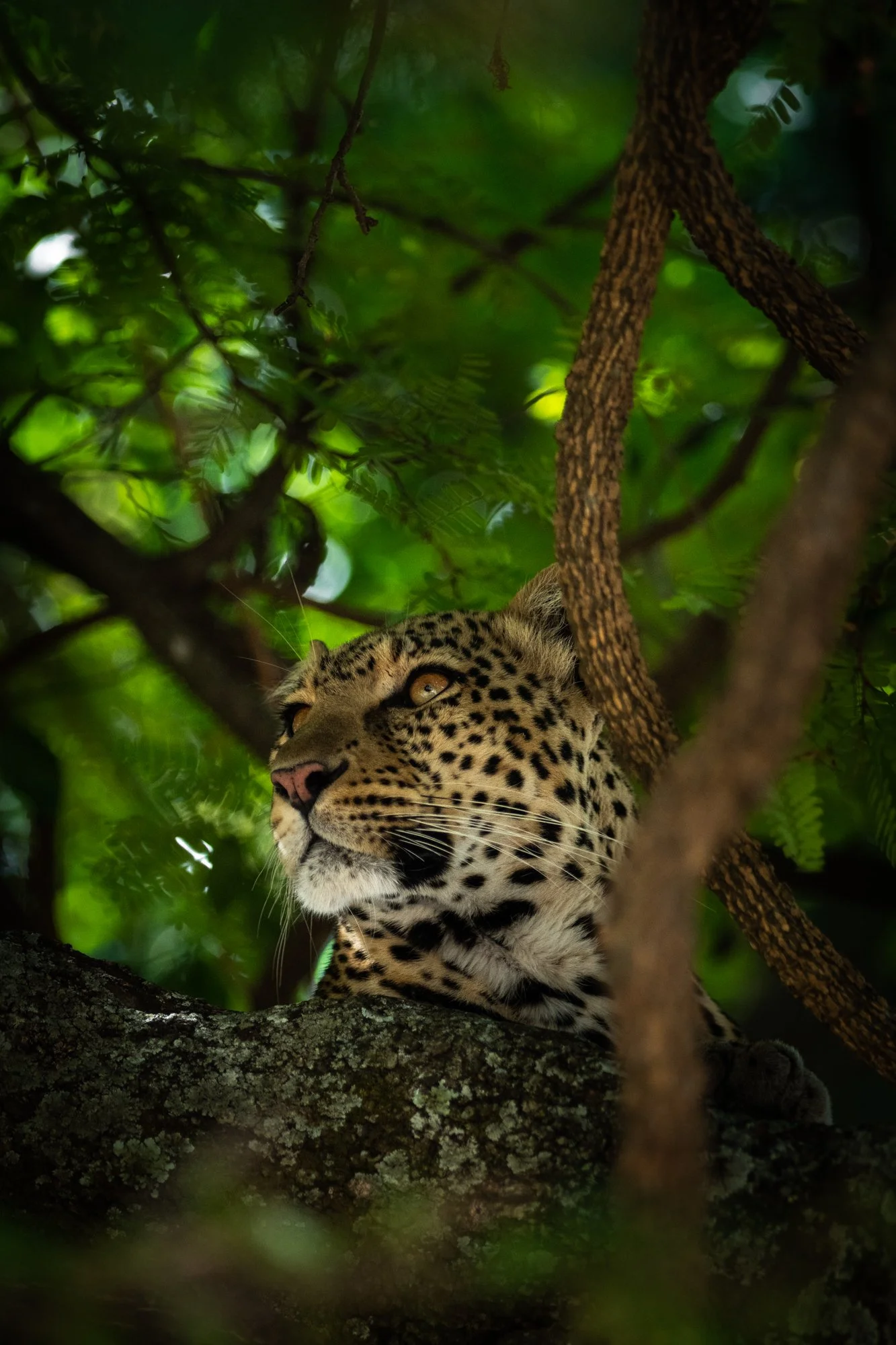 Close-up of a jaguar resting on a tree branch amidst dense green foliage.