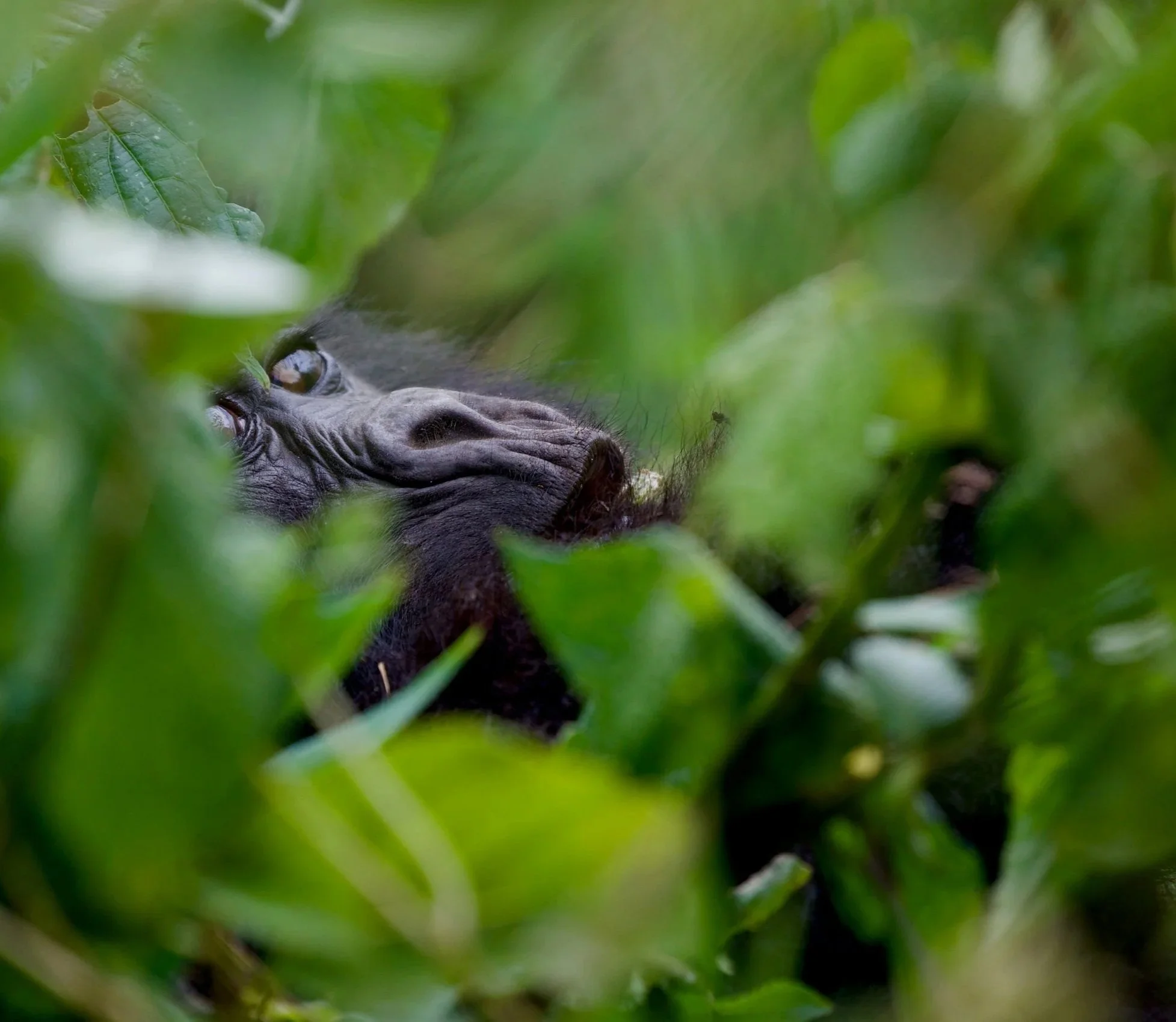 A close-up of a gorilla's face peeking through green foliage.