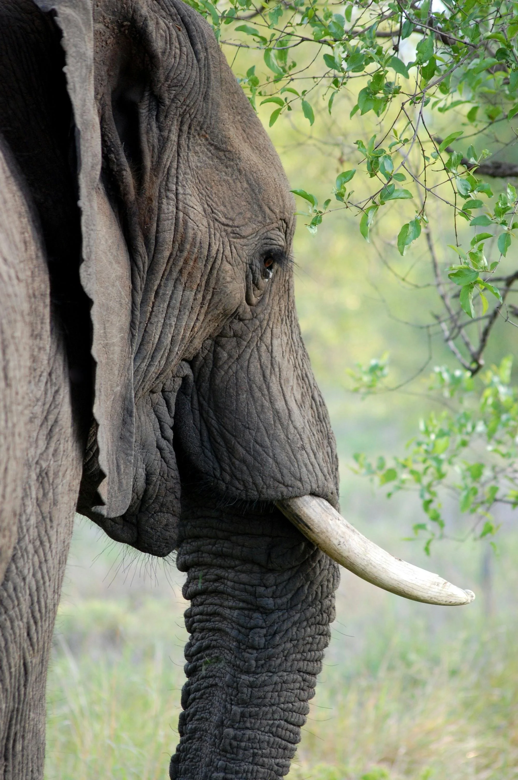 Close-up of an elephant's face and trunk in a natural, green environment.