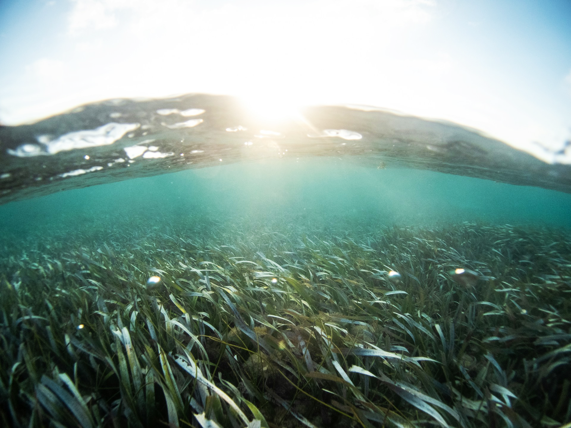 Underwater view of a grassy ocean floor with sunlight shining from the surface of the water.