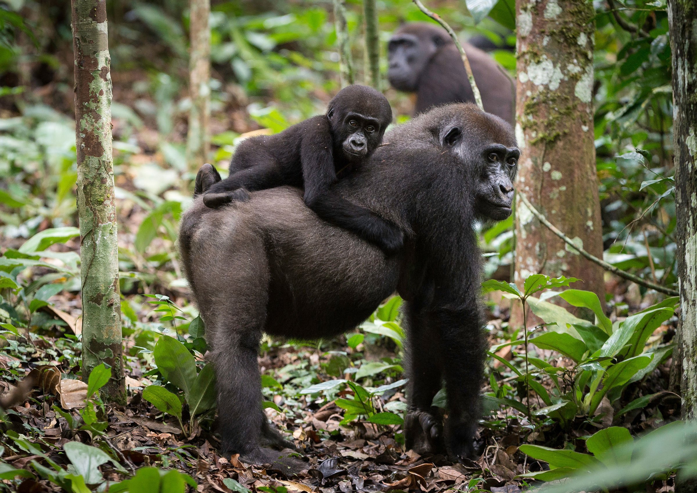Gabon: An Untouched Wilderness