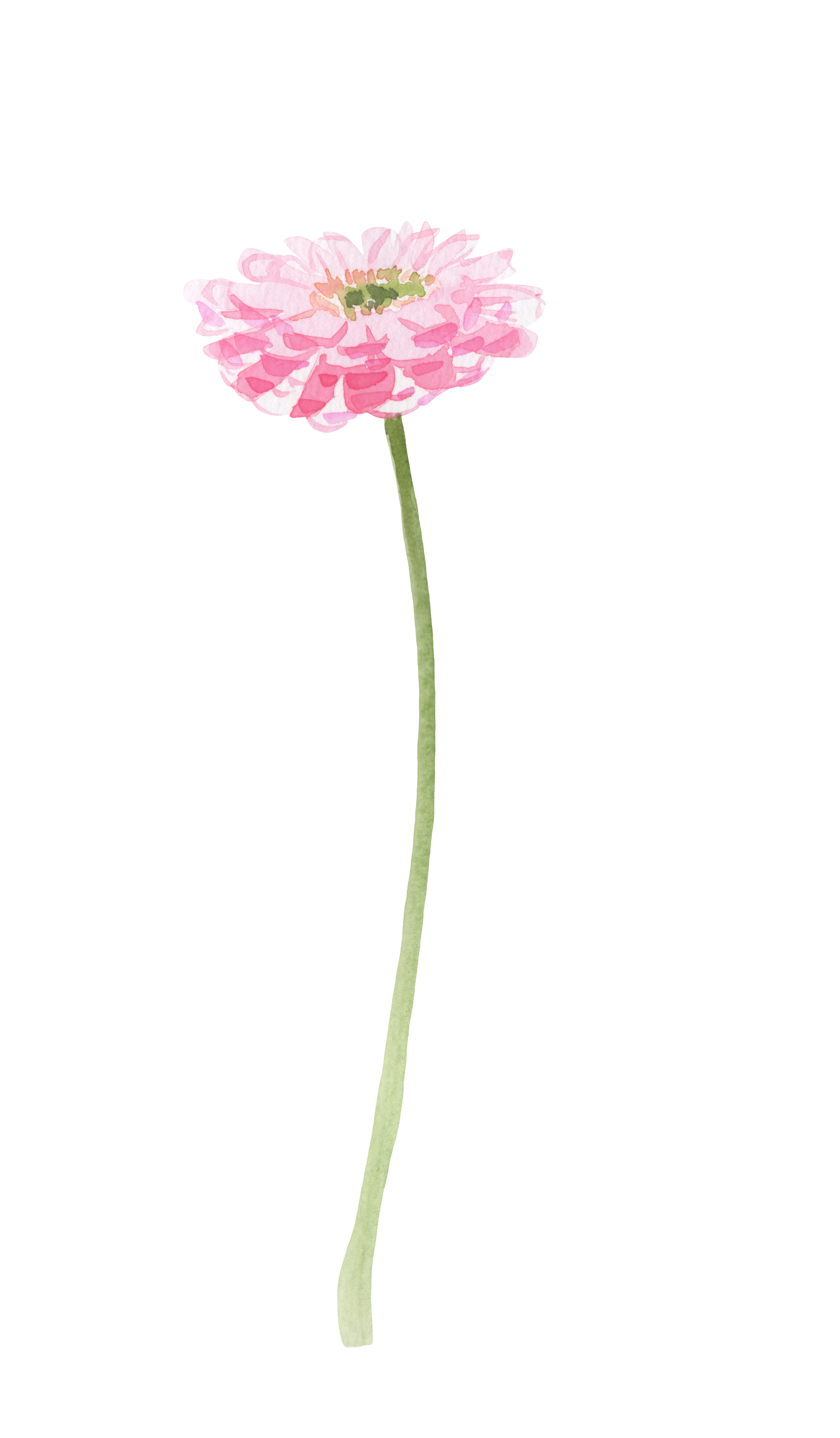 Une illustration d'une fleur rose à pétales multiples et un long pédoncule vert sur fond noir.