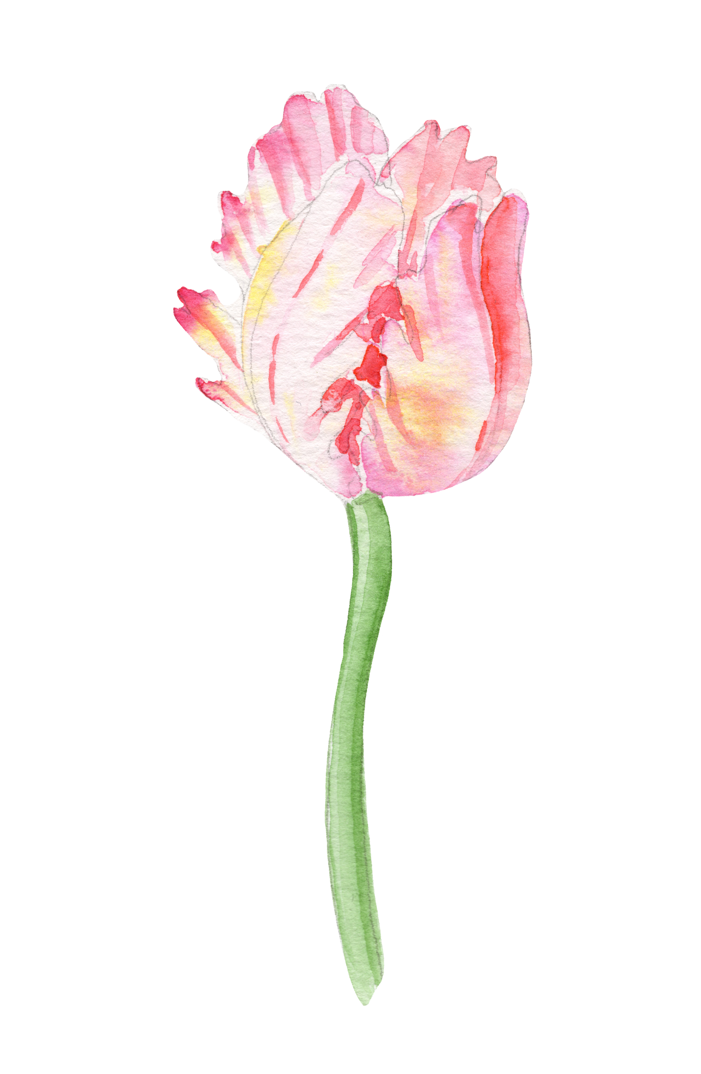 Une aquarelle d'une tulipe rose avec un pédicelle vert.