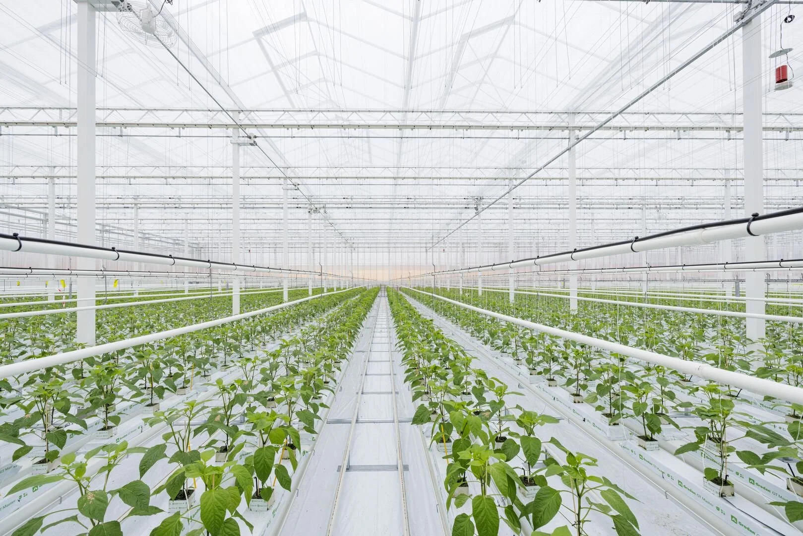 Inside a large, industrial greenhouse with rows of green leafy plants growing in white containers, supported by a system of pipes and wires.