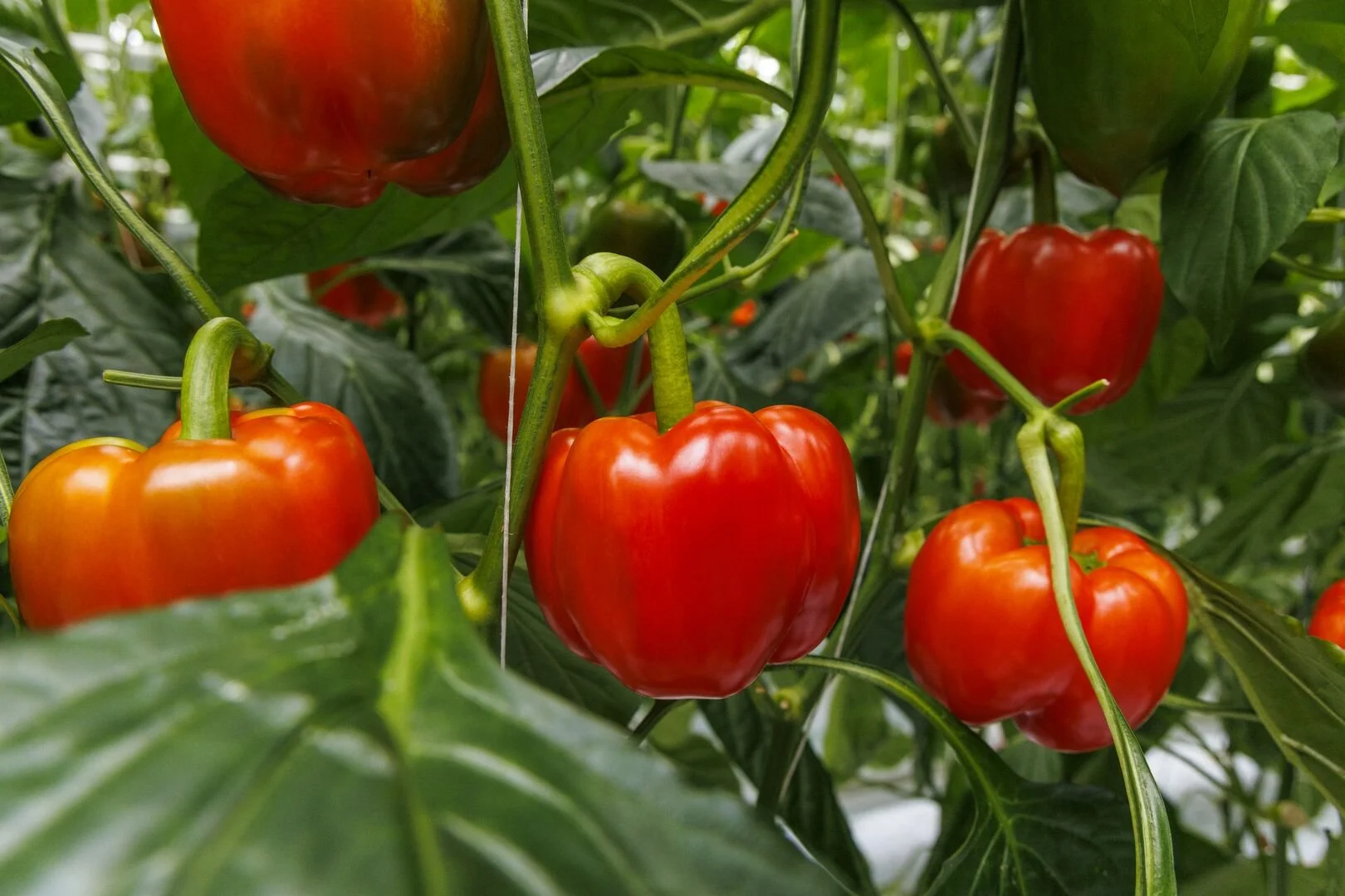 Red and orange bell peppers growing on a plant with green leaves in a greenhouse.